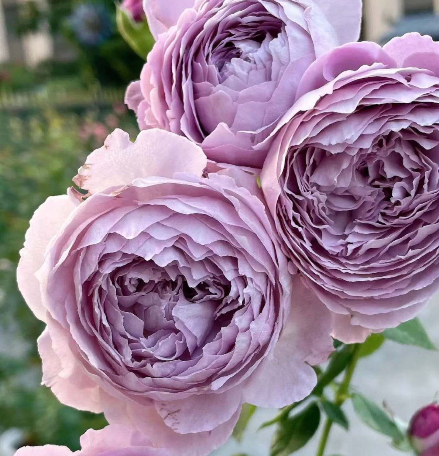 #SPC187, NEW! 2022. Blue Silken Orb 蓝丝球,Floribunda Rose, Thornless, Heat-tolerant, Disease-resistant.