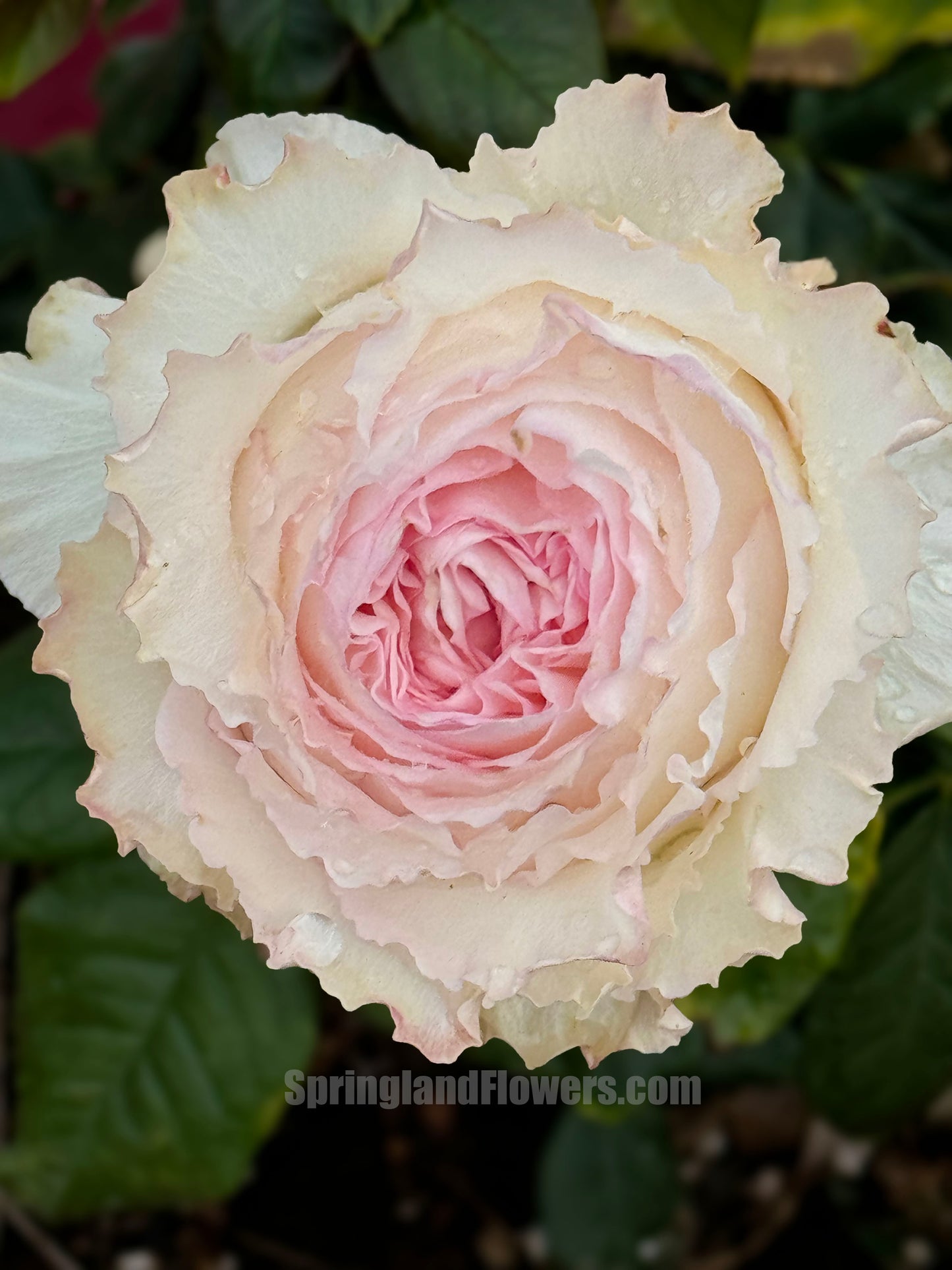 Goddess of the Luo River 洛神, Florists Rose. Non-Grafted/Own Root.