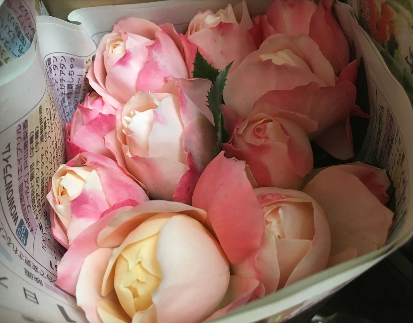 #SPJ030, Chance Pom 苹果运气, Japanese Florist Shrub Rose, Non-Grafted/Own Root.