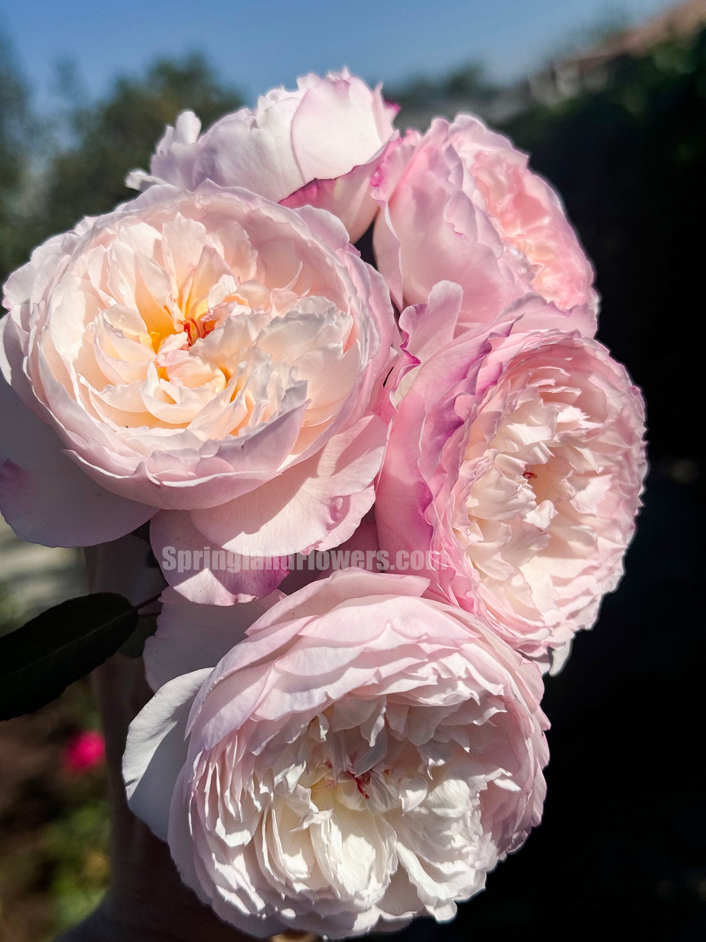#SPJ095,Savon 肥皂,Japanese Shub Rose, Non-Grafted/Own Root.