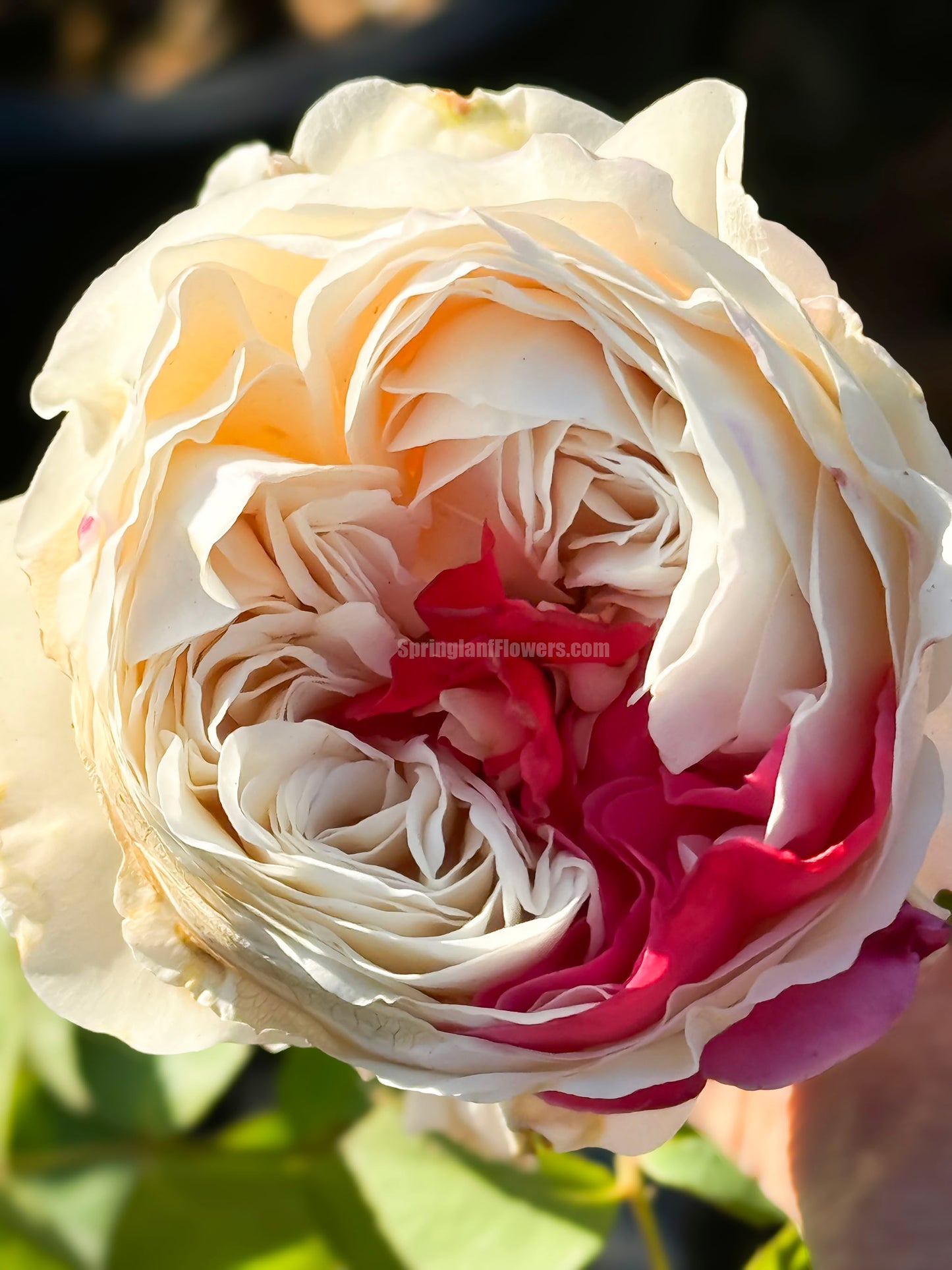 #SPJ165,Shiratama 白玉,Japanese Floribunda Rose.