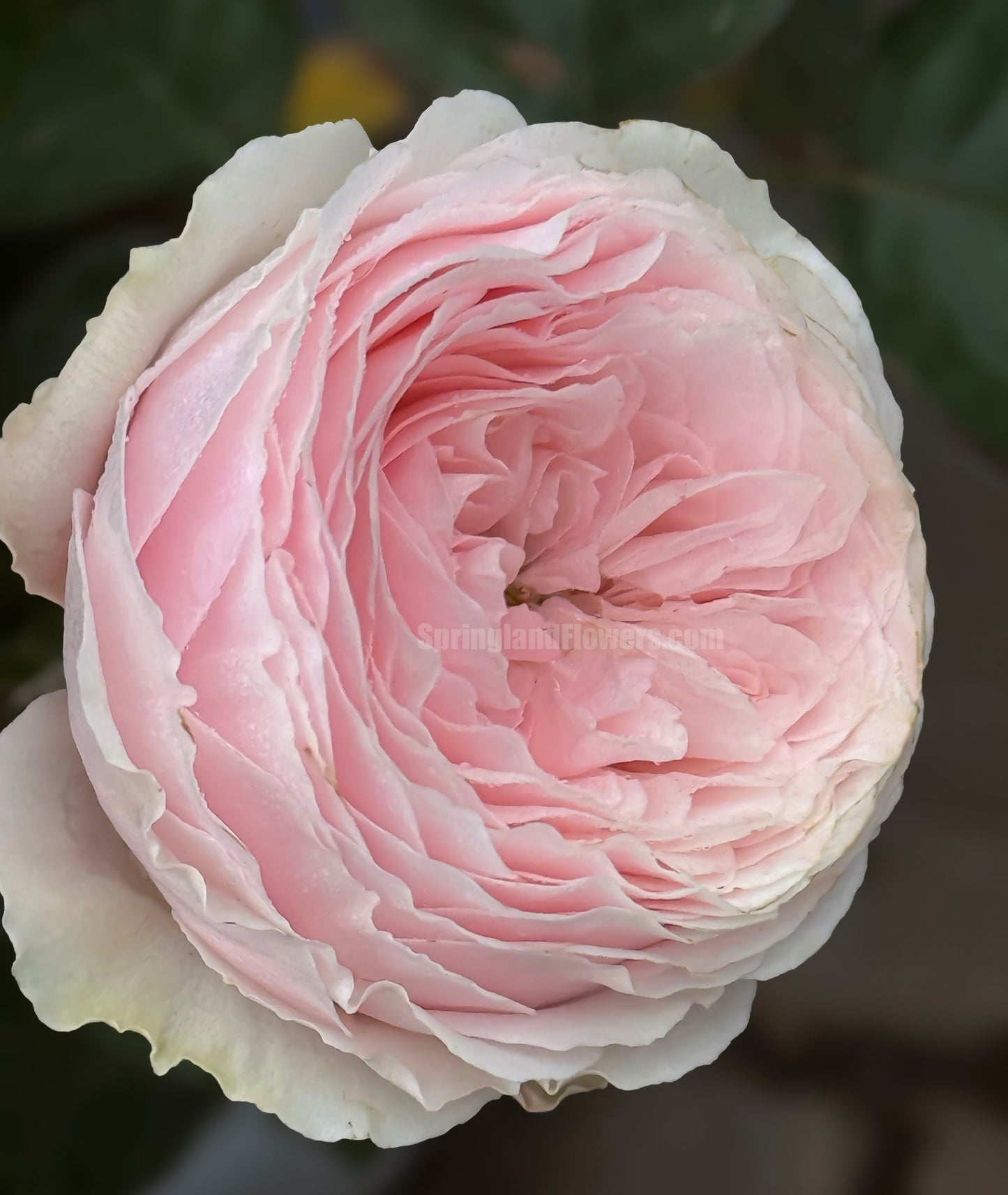 M-Pink Moon 粉月亮,Japases Floribunda Rose, Florists Rose. Thornless, Heat-tolerant, disease-resistant, Non-Grafted/Own Root.