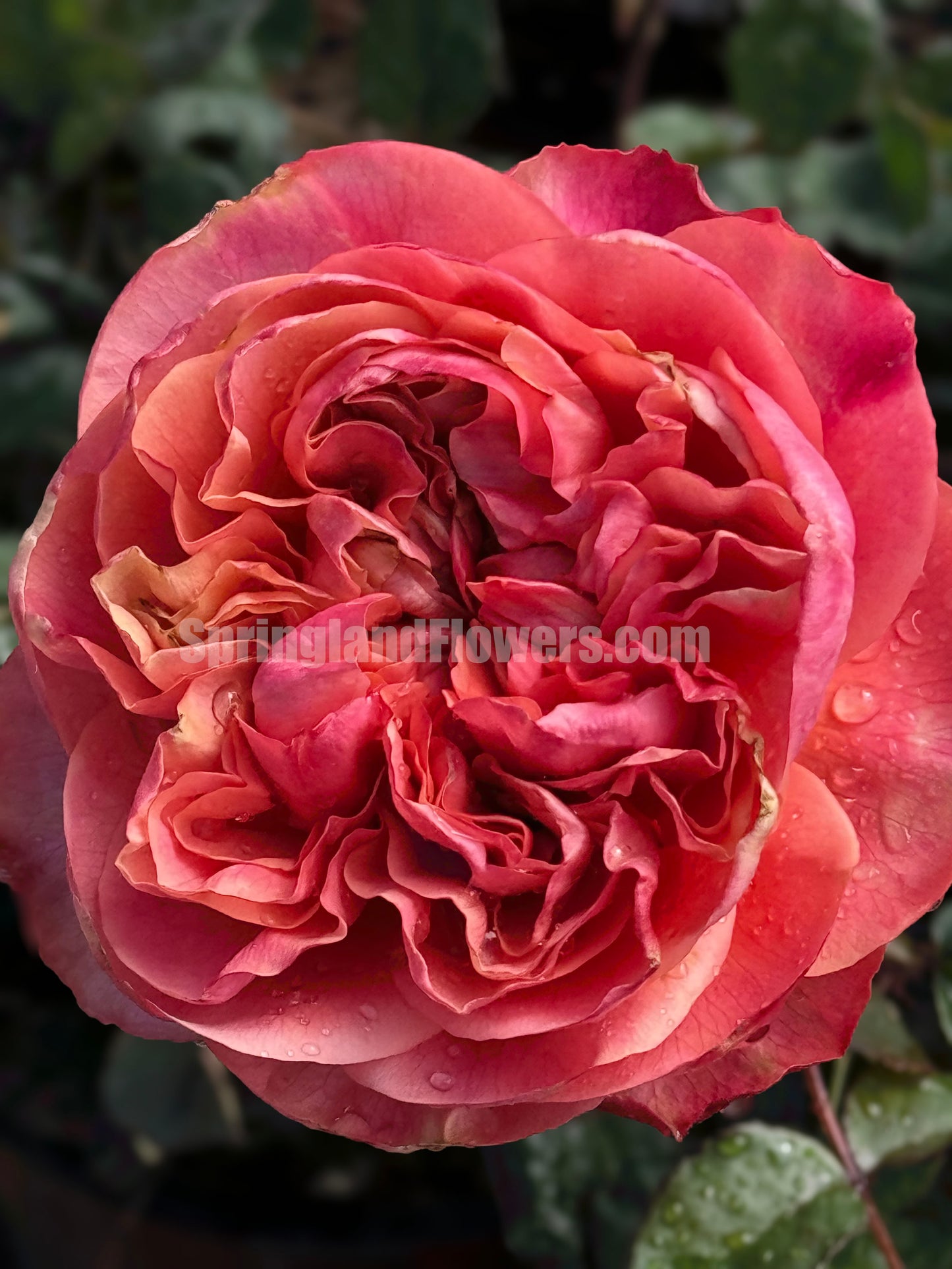 #SPN119,Extremely Similar to Dark X-pression 黑暗激情/黑暗爆炸, Florist Shrub Rose.