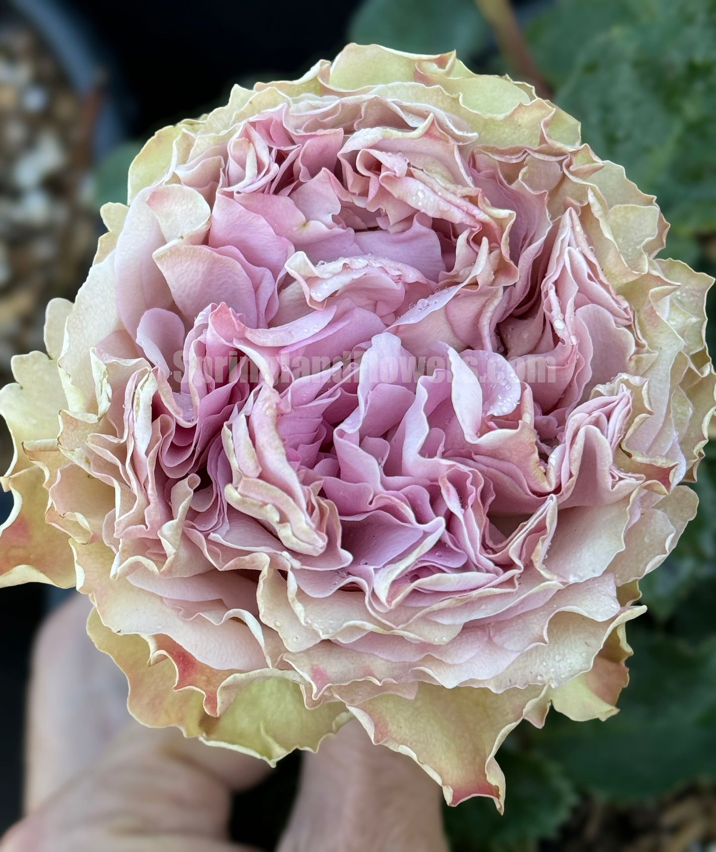 #SPN149,Retro Love 复古爱情,Netherlands Florist Shrub Rose,Heat-tolerant, Non-Grafted/Own Root.
