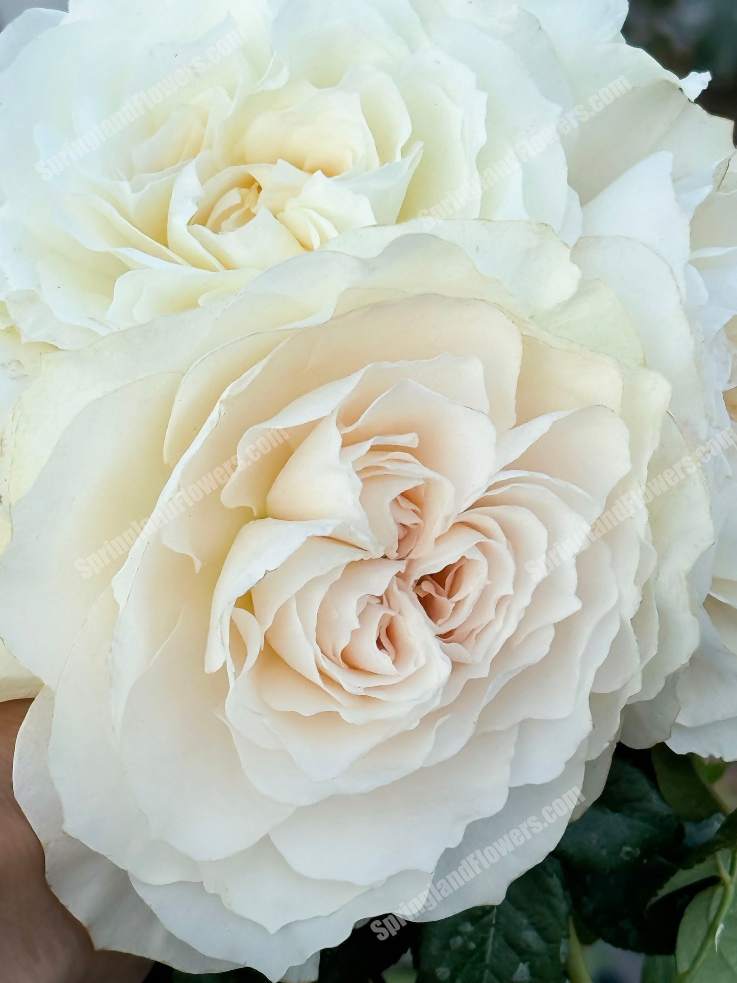 Royal Diva/Opera Queen 皇家迪瓦/歌剧皇后,Shrub Rose, Non-Grafted/Own Root.