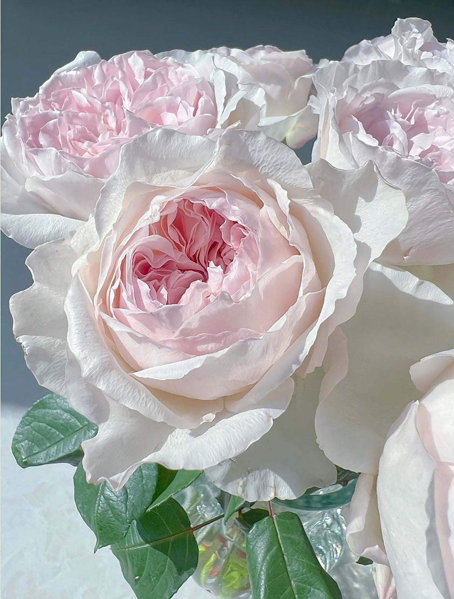 #SPJ257,Les Fraises 草莓奶昔, Japanese Shrub Rose, Large, Upright, Heat-tolerant, disease-resistant, Non-Grafted/Own Root.