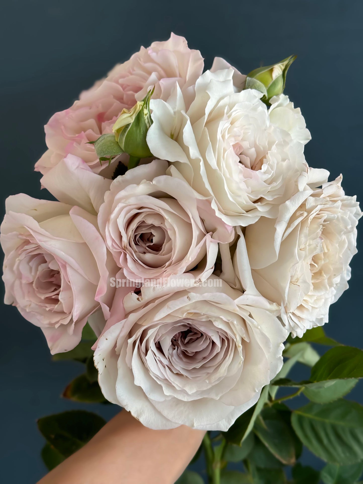 #SPJ178,Milky Pearl 珍珠牛奶, Japanese Cutting Rose, Non-Grafted/Own Root.