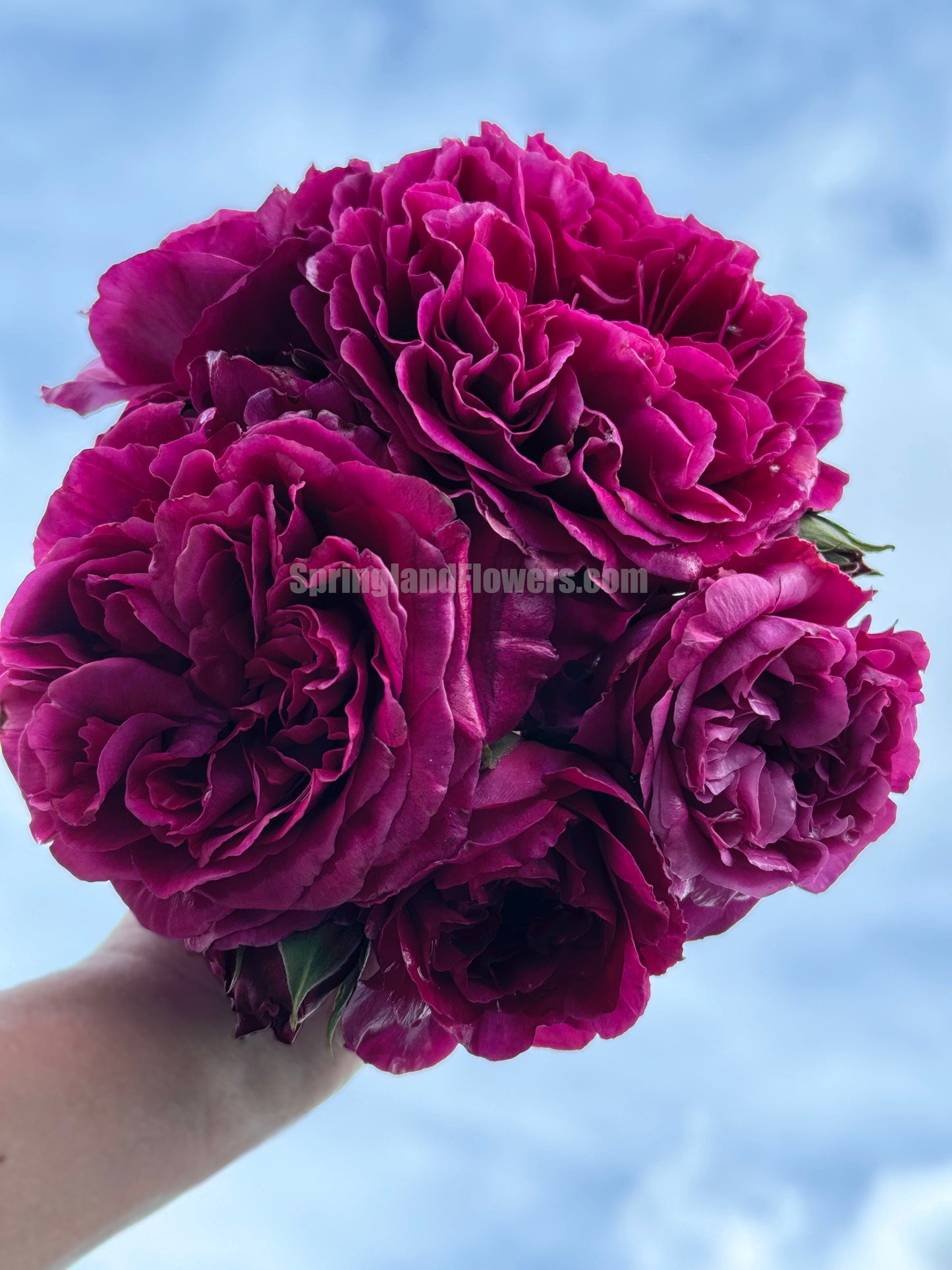 #SPJ138,NEW ! 2023. Extremely Similar to Le Temps Des Cerises 樱桃时节,Japanese Floribunda Rose, Non-Grafted/Own Root.