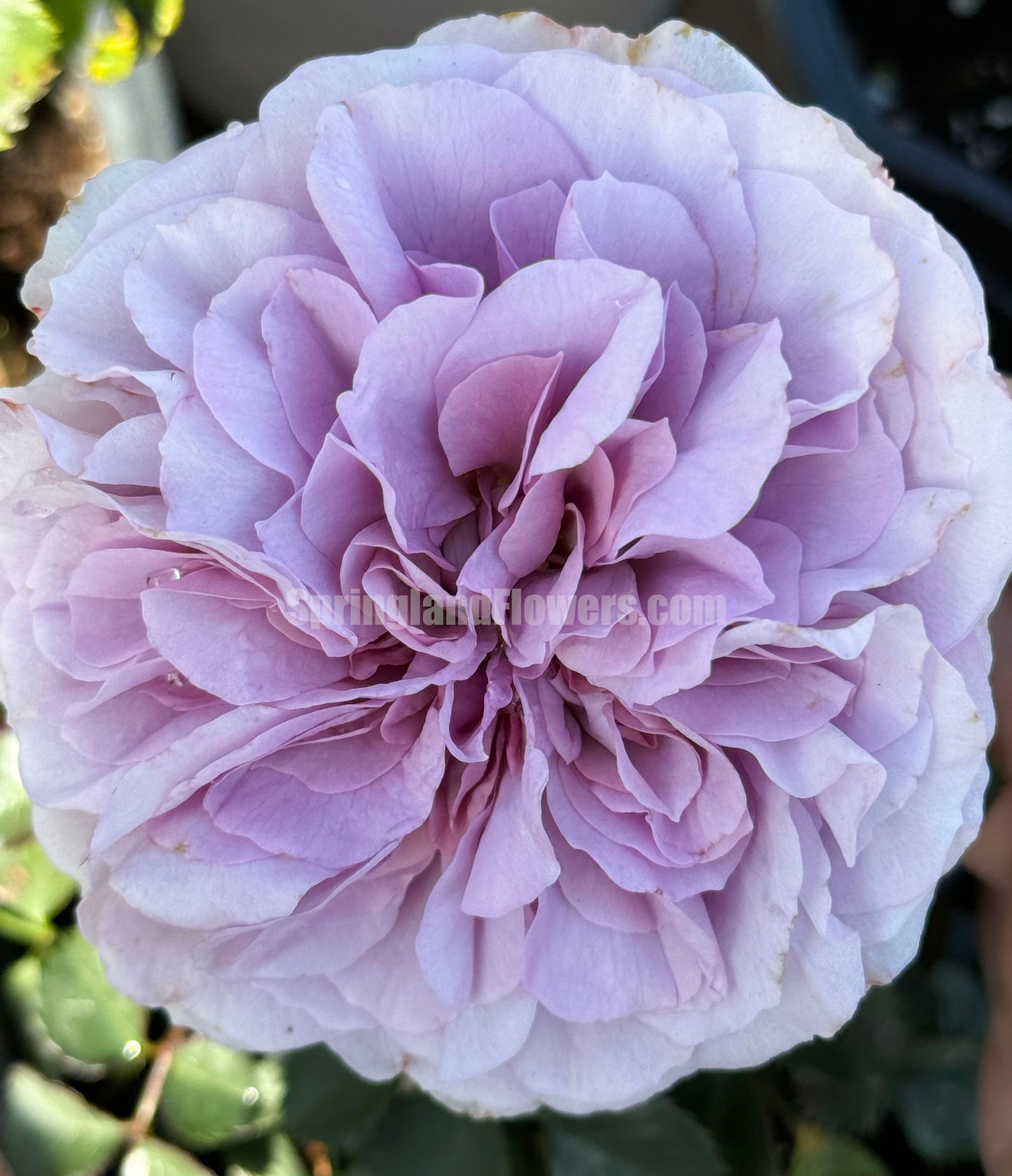 #SPJ132,NEW ! 2023. Rêverie 河本梦想, Japanese Floribunda Rose, Non-Grafted/Own Root.