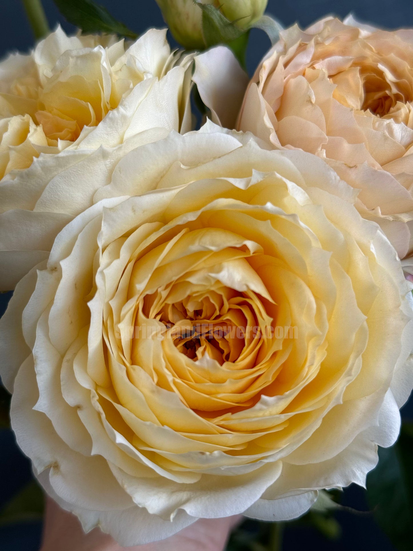 #SPG017 , Caramel Antike 焦糖古董, German Florist Shrub Rose, Non-Grafted/Own Root.