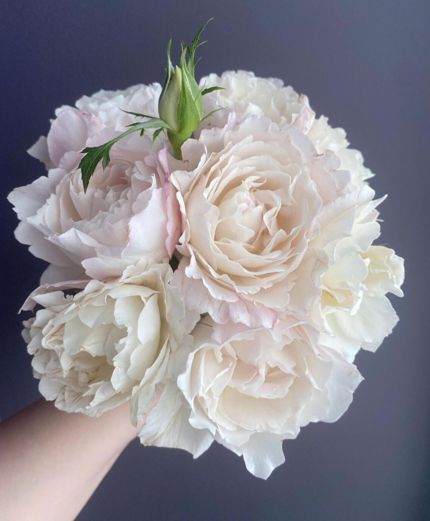 #SPJ096, Princess Tenko 天宫公主,Japanese Shrub Rose , Strong Fruity Sweet Fragrance, Large, Non-Grafted/Own Root.