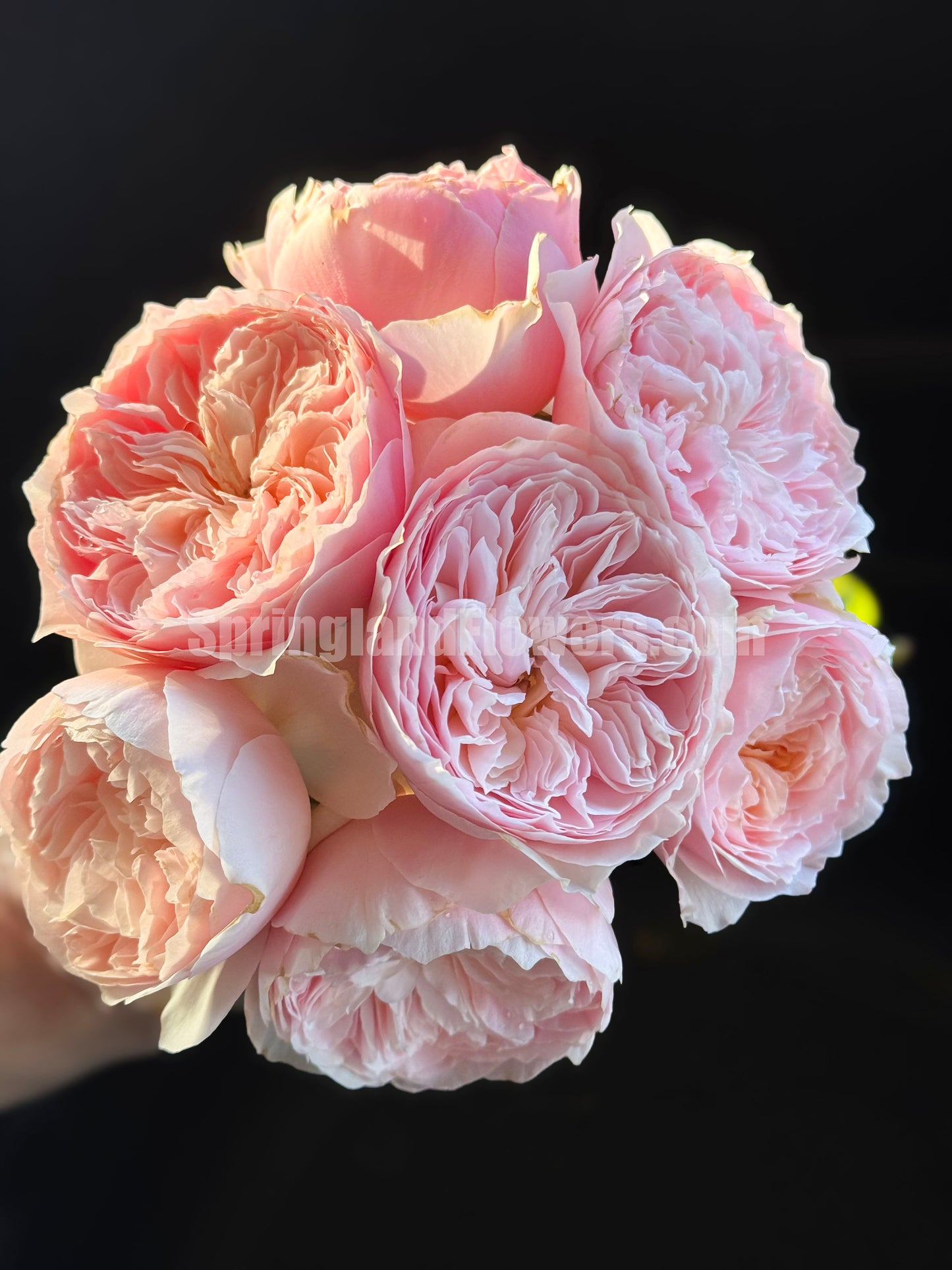 #SPC215, HanXian 涵仙,Climbing and Shrub Rose, Non-Grafted/Own Root.