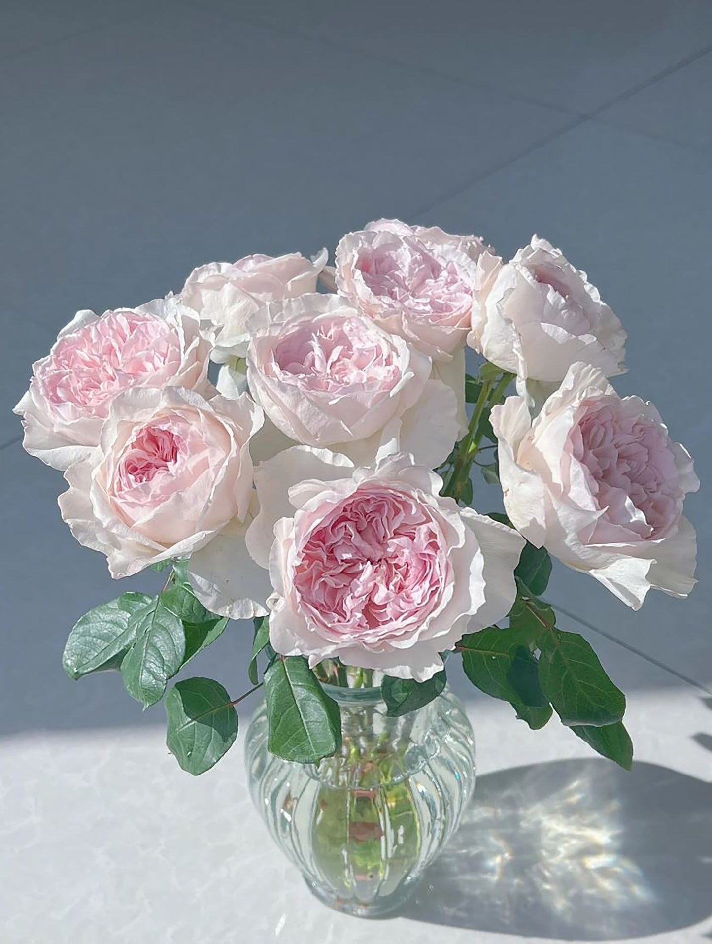 #SPJ257,Les Fraises 草莓奶昔, Japanese Shrub Rose, Large, Upright, Heat-tolerant, disease-resistant, Non-Grafted/Own Root.