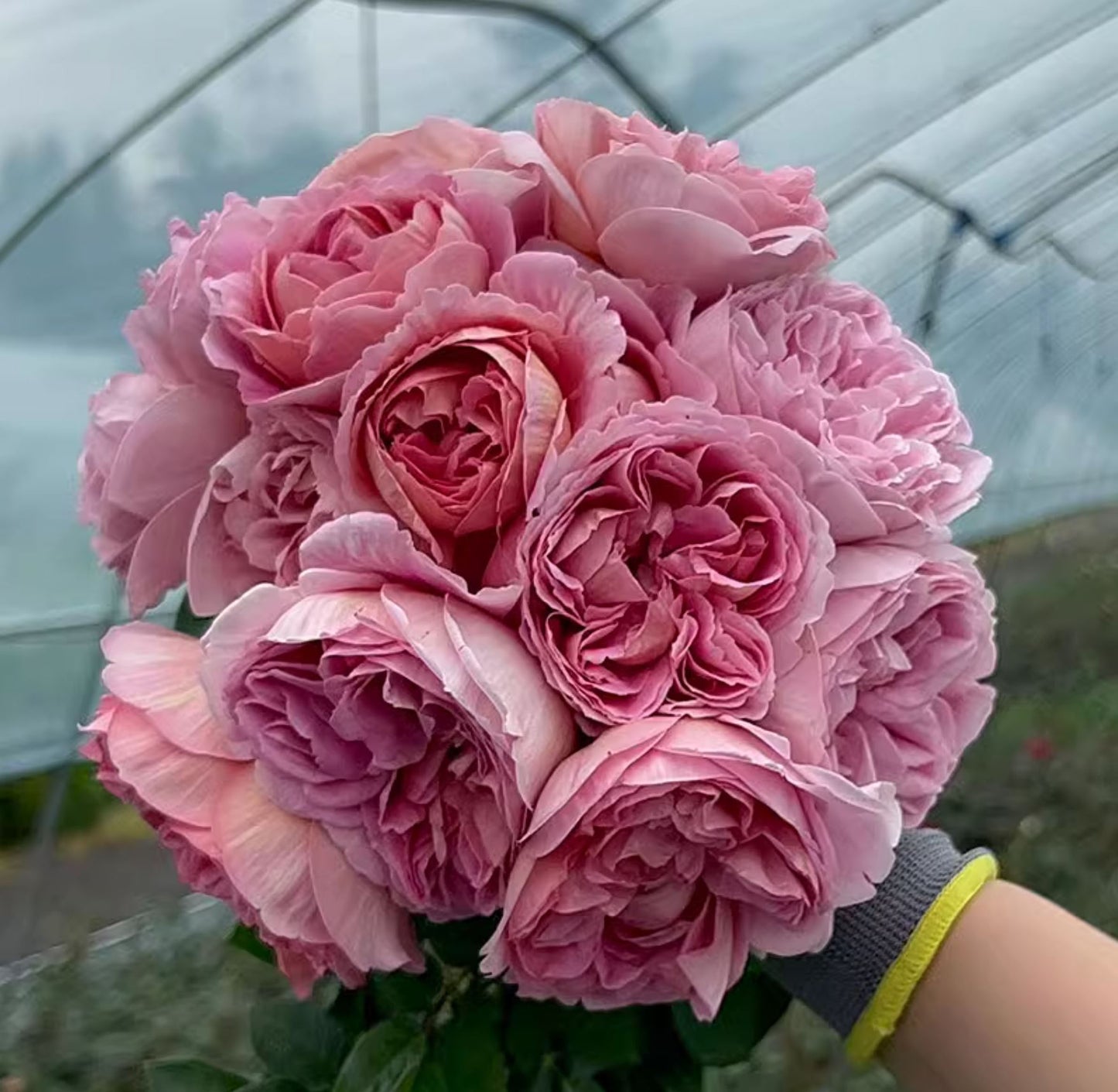 #SPJ094 ,Sunset Blush 羞颜, Japanese Florist Shrub Rose,Non-Grafted/Own Root.