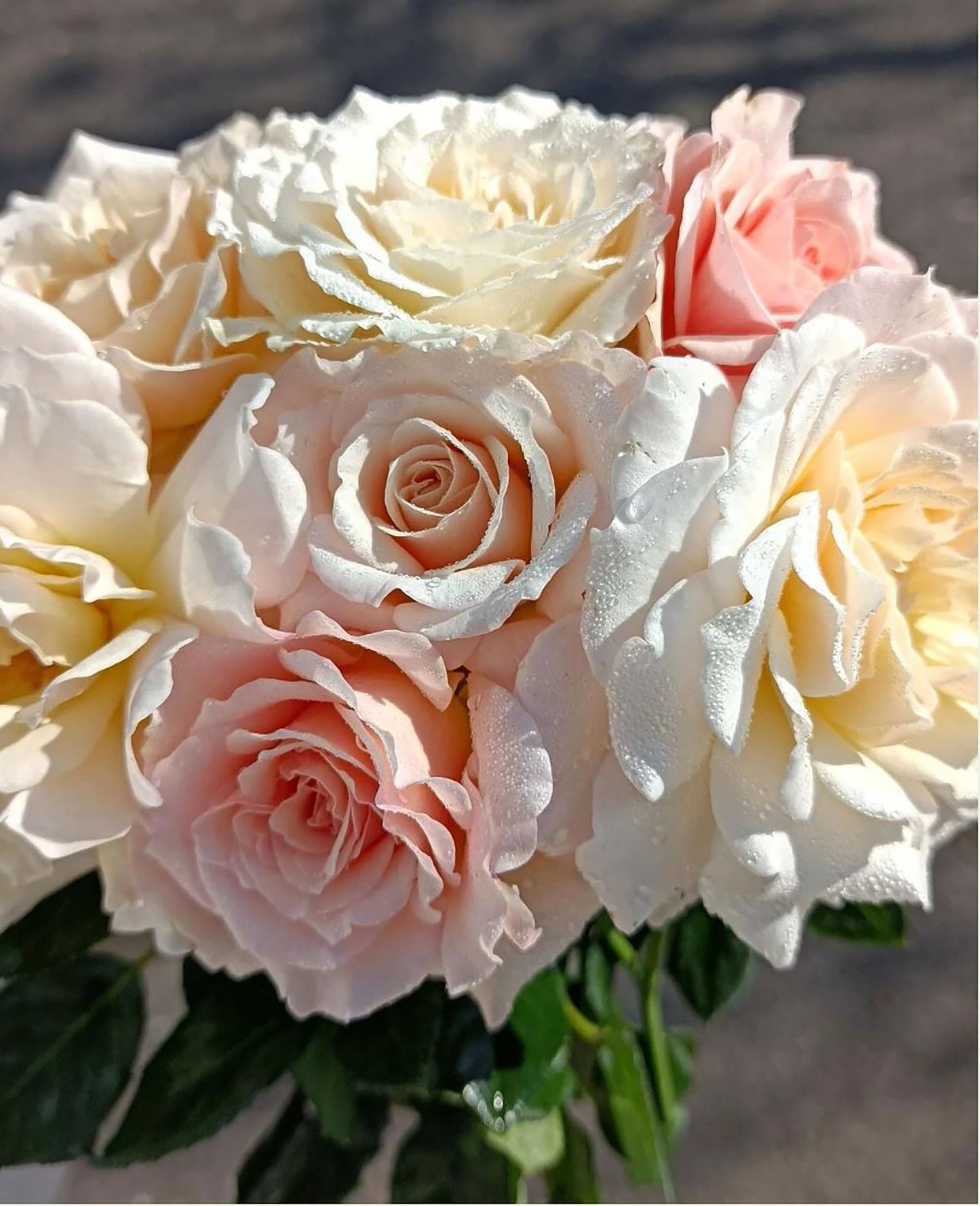 #SPJ050,extremely similar to Chou Chou 闪闪发光, Japanese Floribunda Rose, Non-Grafted/Own Root.