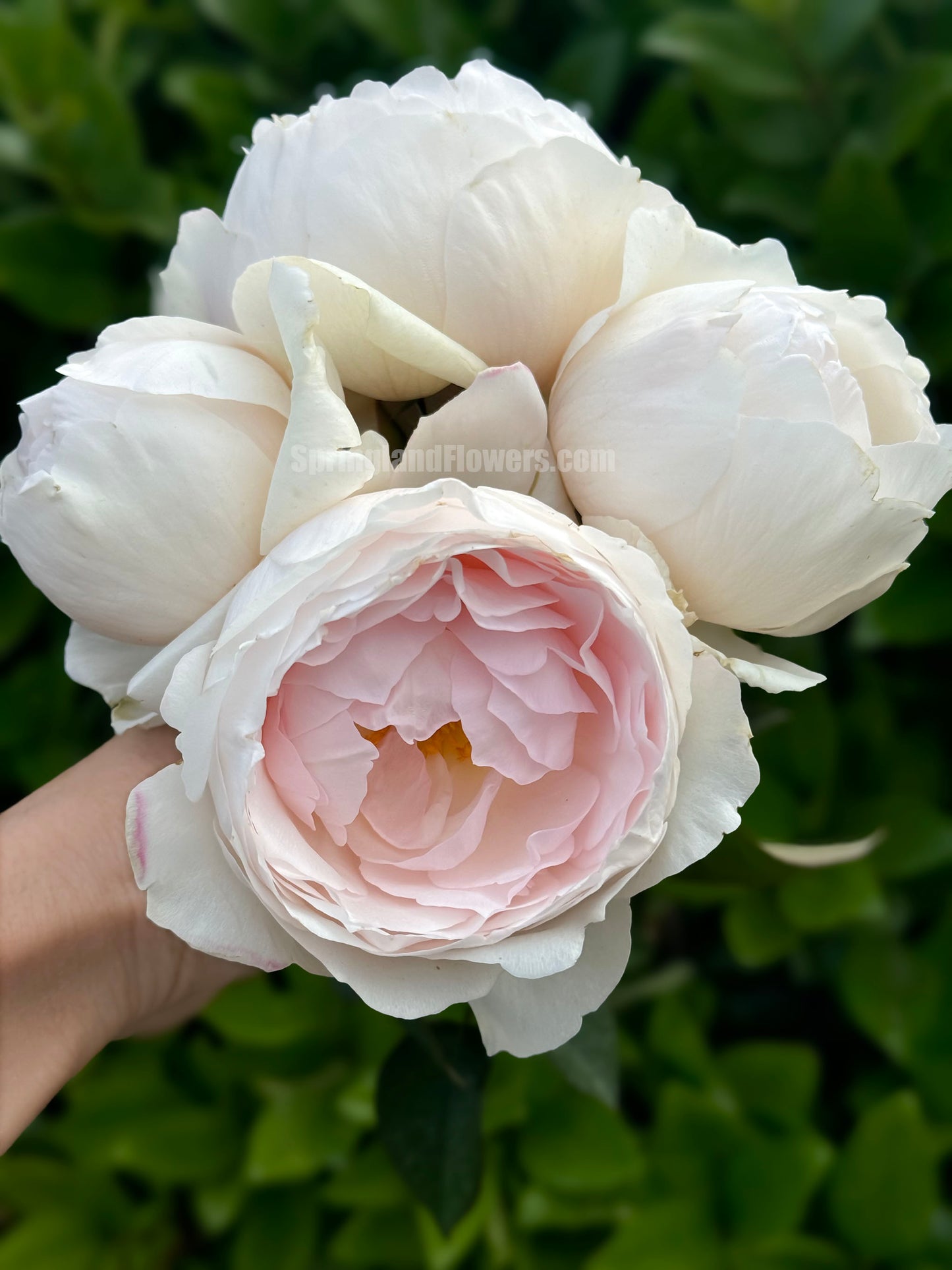 #SPJ167, Yuka 芳香之杯,Japanese Shrub Rose,Non-Grafted/Own Root.