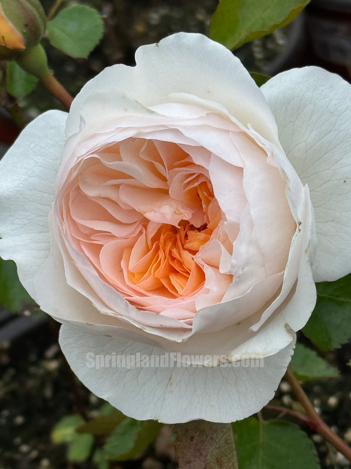 #SPC219,New! 2022.YueLongSha 月笼沙,Shrub Rose, Non-Grafted/Own Root.