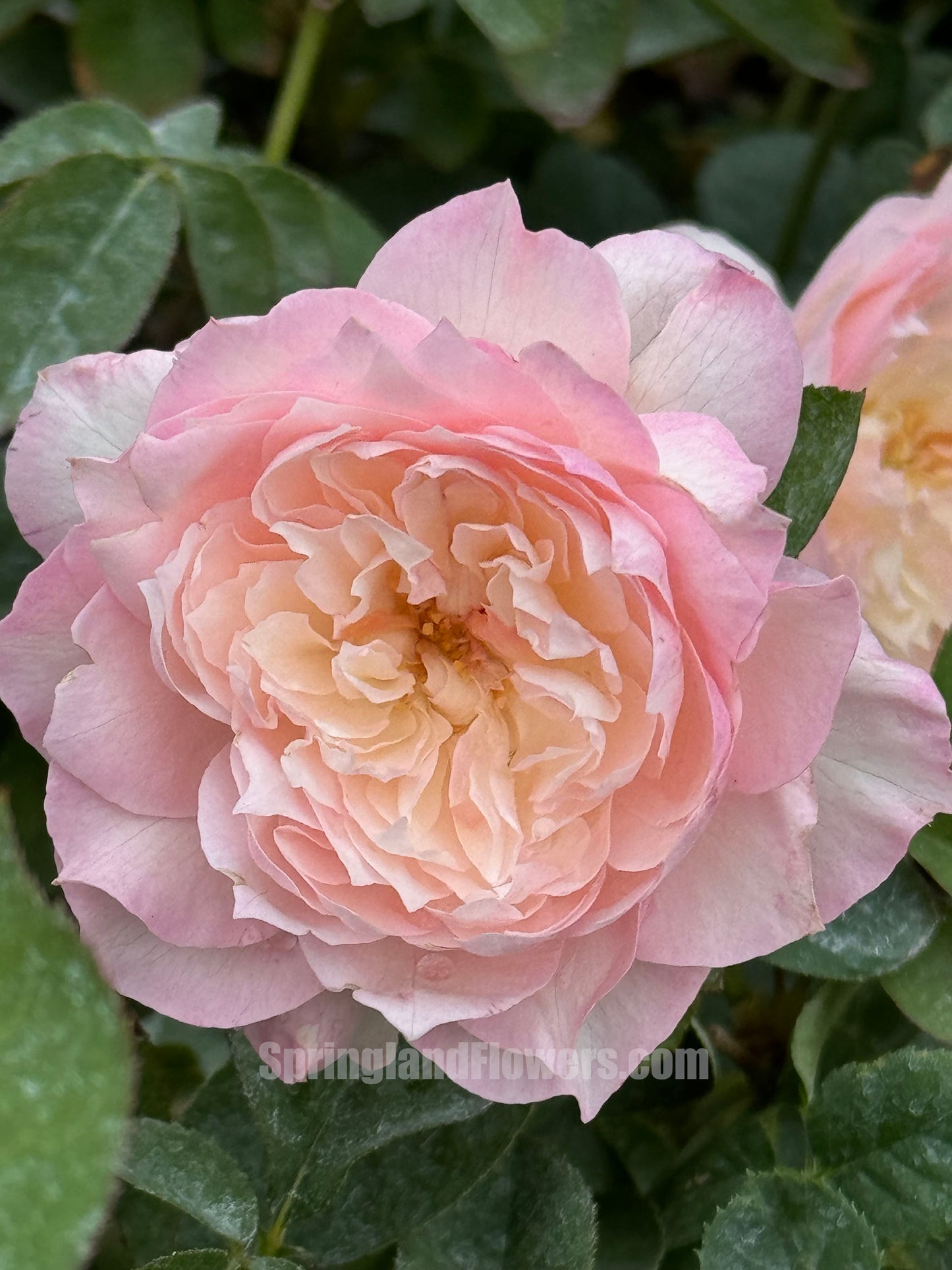 #SPJ093,extremely similar to Le Rire 乐咲, Japanese Florist Shrub Rose. Strong Fragrance,Thornless, Heat-tolerant, disease-resistant, Non-Grafted/Own Root.