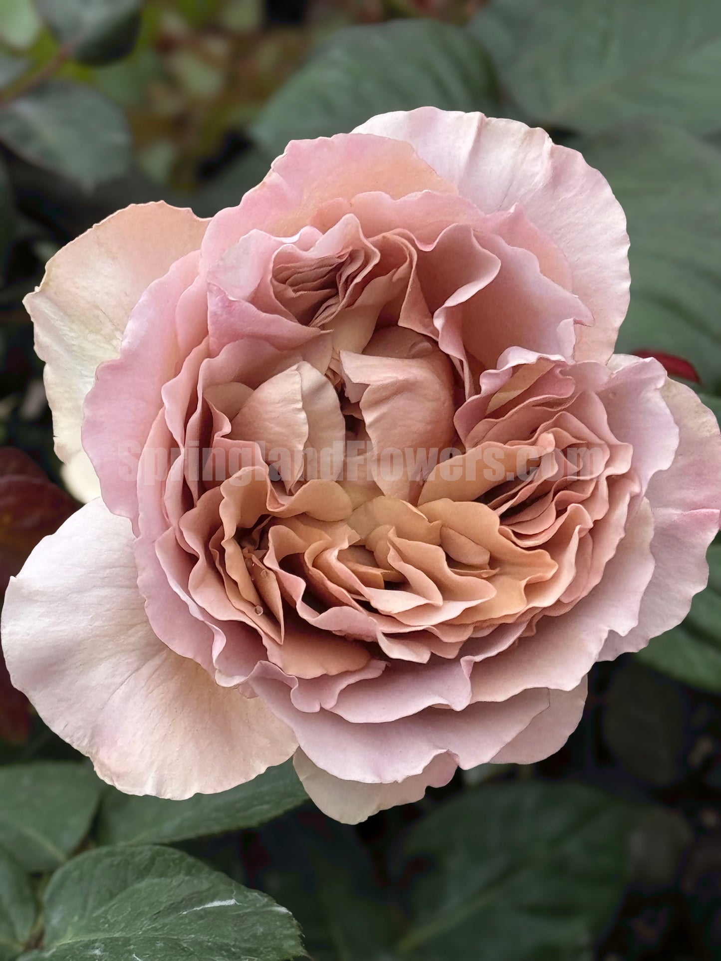 #SPN014 , Café Latte 拿铁咖啡,Florist Shrub Rose, Non-Grafted/Own Root.