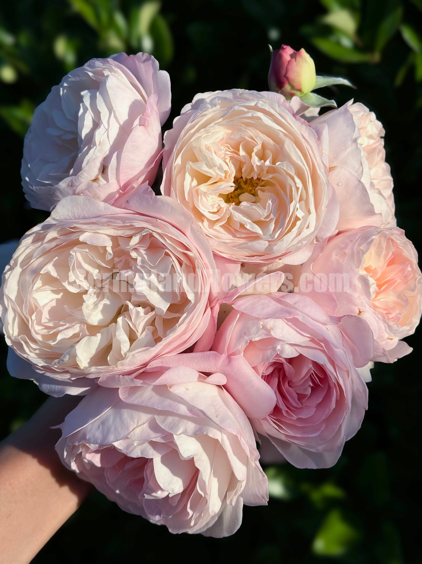 XISHI 西施,Florist Shrub Rose, Non-Grafted/Own Root.