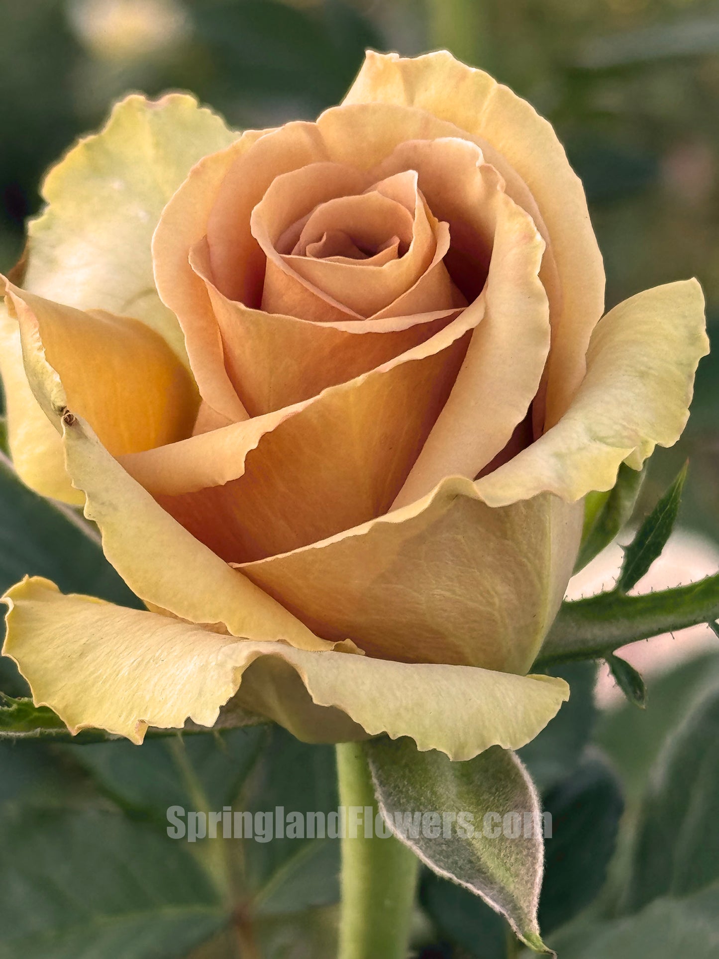#SPQ069, Toffee 太妃糖, Shrub Rose, Strong Disease Resistance, Long flowering period, Non-Grafted/Own Root.