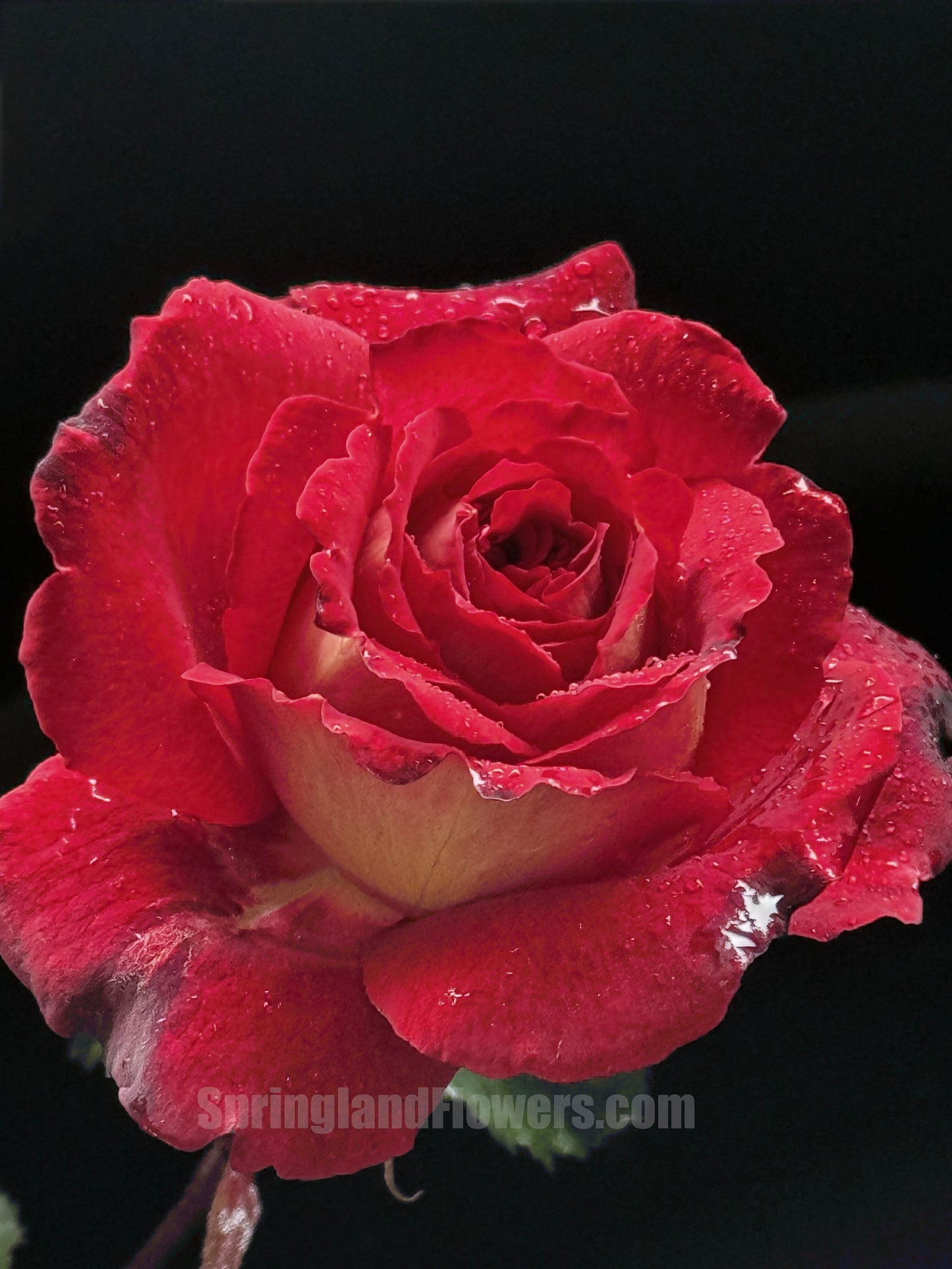#SPF037,extremely similar to Dominique Massad 马萨德医生, French Shrub Rose,strawberry fragrance, repeat flowering, Non-Grafted/Own Root.