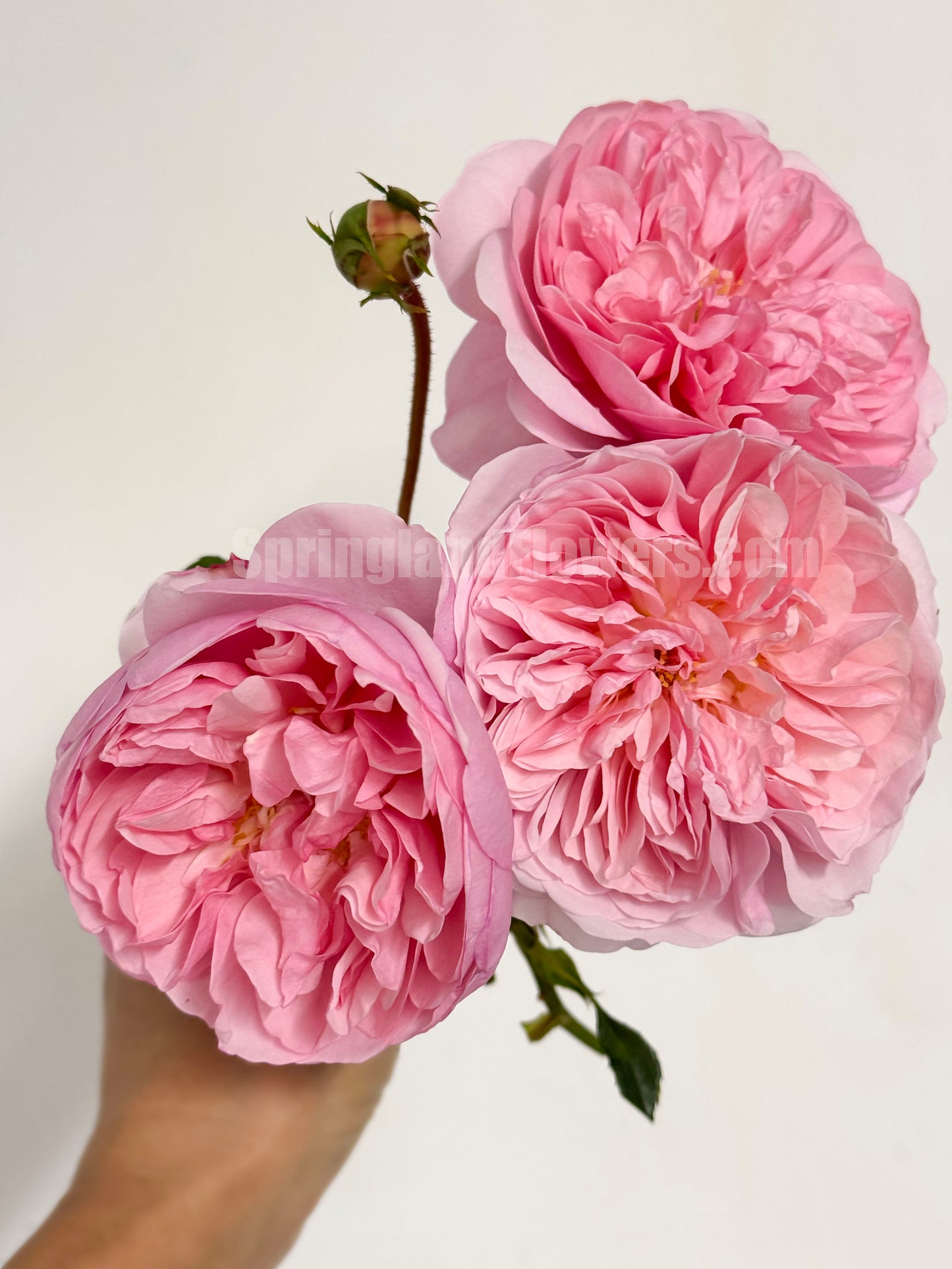 #SPJ139,Ruban 河本丝带,Japanese Floribunda Rose, Non-Grafted/Own Root.