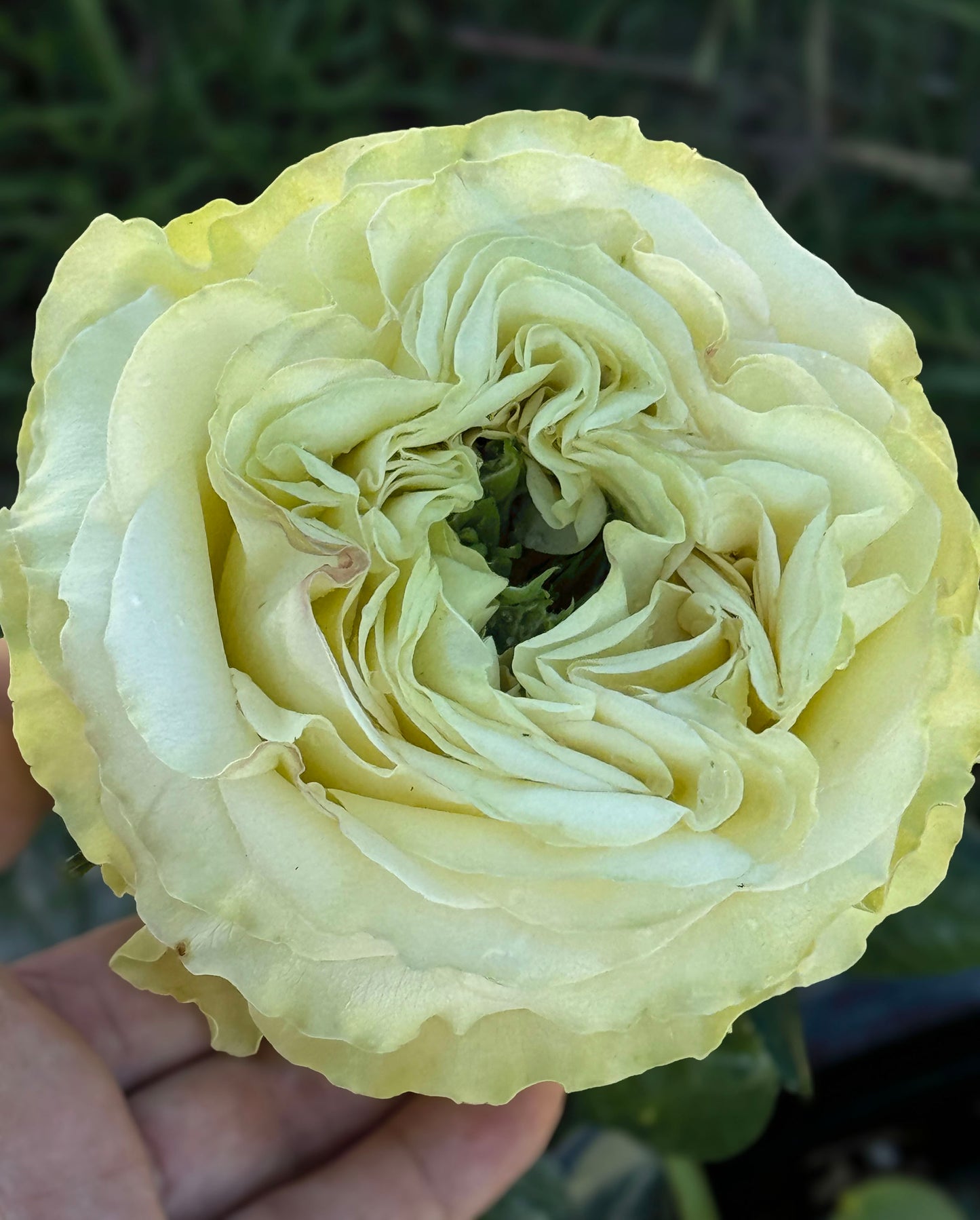 #SPN118,extremely similar to Dynamic 琉璃翠, Netherlands Florist Shrub Rose.