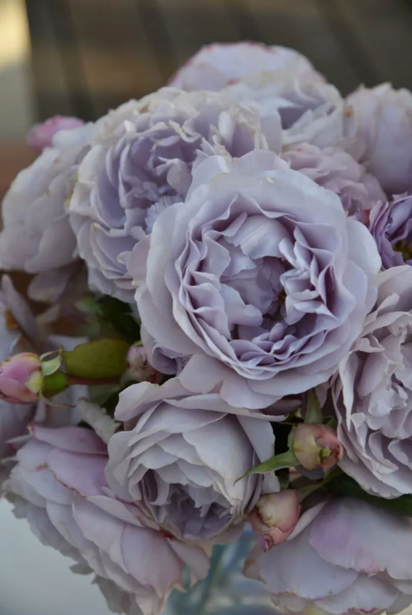 #SPJ157, NEW! Camille 卡米尔,Japanese Climbing Rose, Disease-resistant.