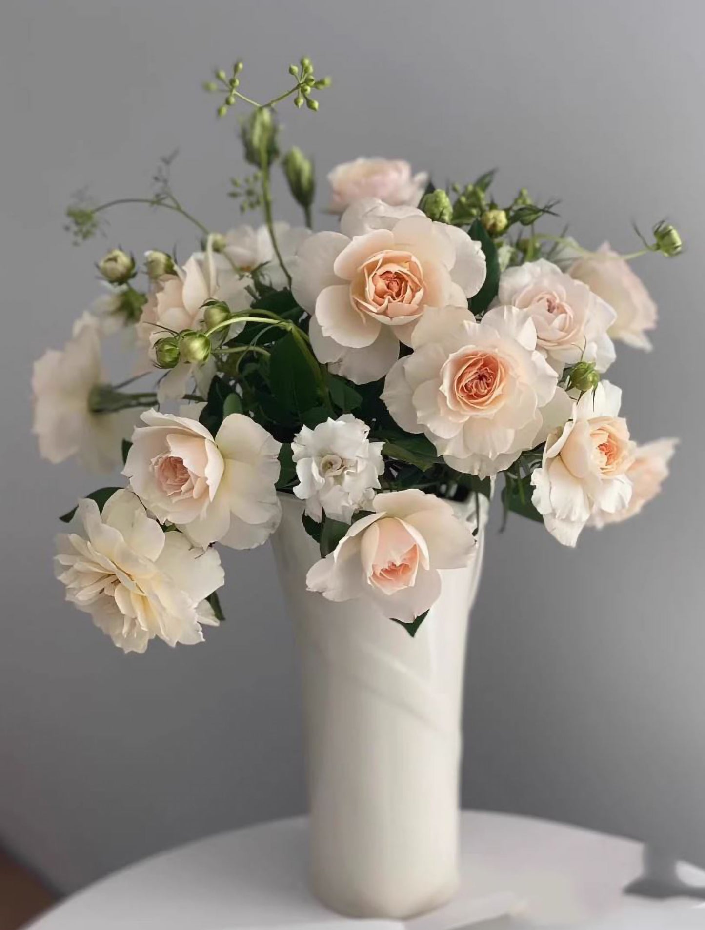 Royal Diva/Opera Queen 皇家迪瓦/歌剧皇后,Shrub Rose, Non-Grafted/Own Root.