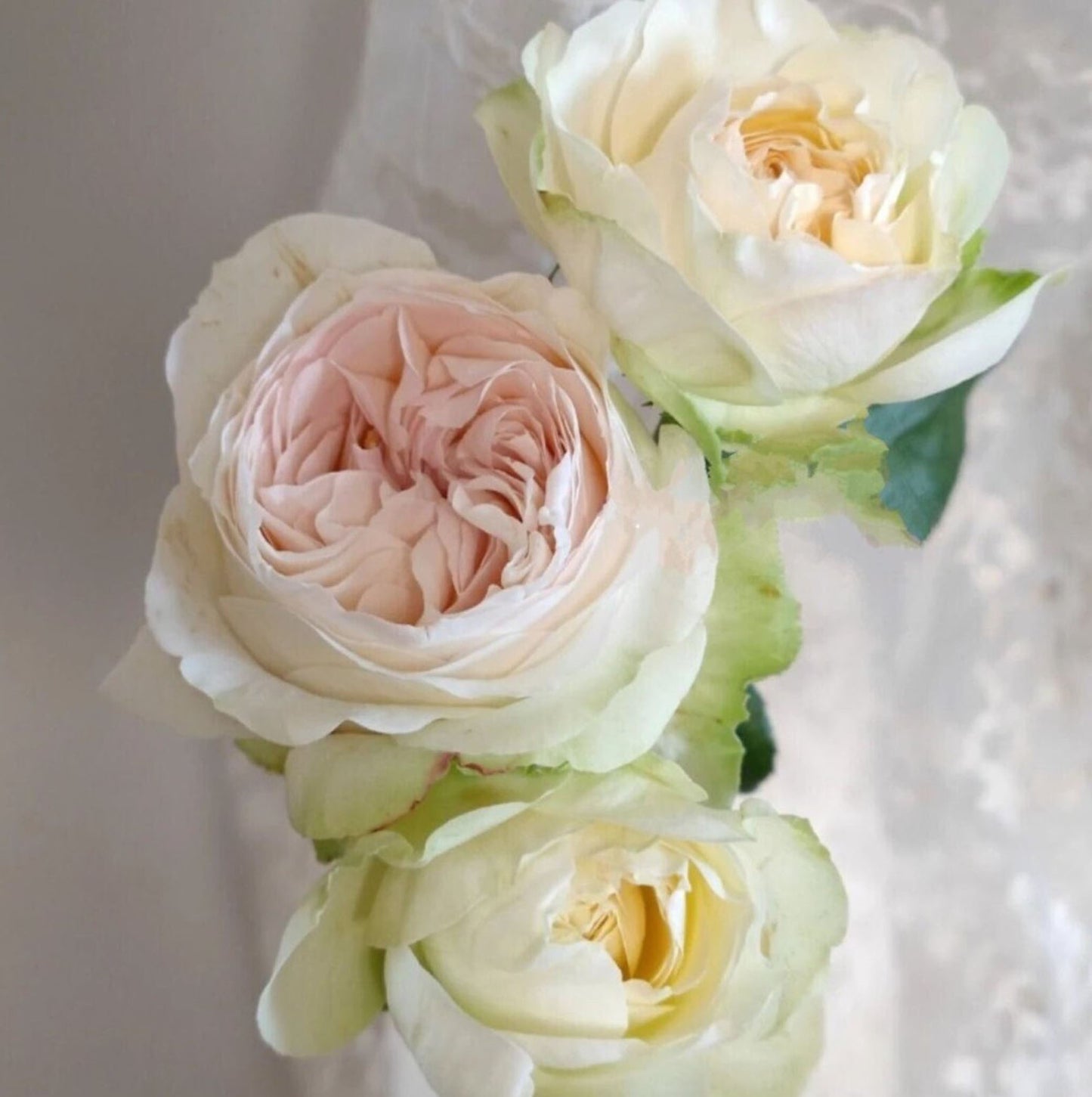 #SPN040,extremely similar to Lorena Summerhouse 蕾娜山庄, Florist Shrub Rose, Heat-tolerant, disease-resistant, Non-Grafted/Own Root.