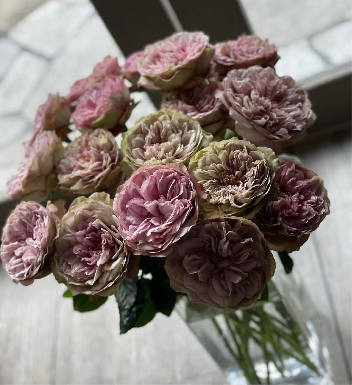 #SPJ124,Nothing without you 不能没有你/非你莫属,Japanese Florist Shrub Rose , Non-Grafted/Own Root.