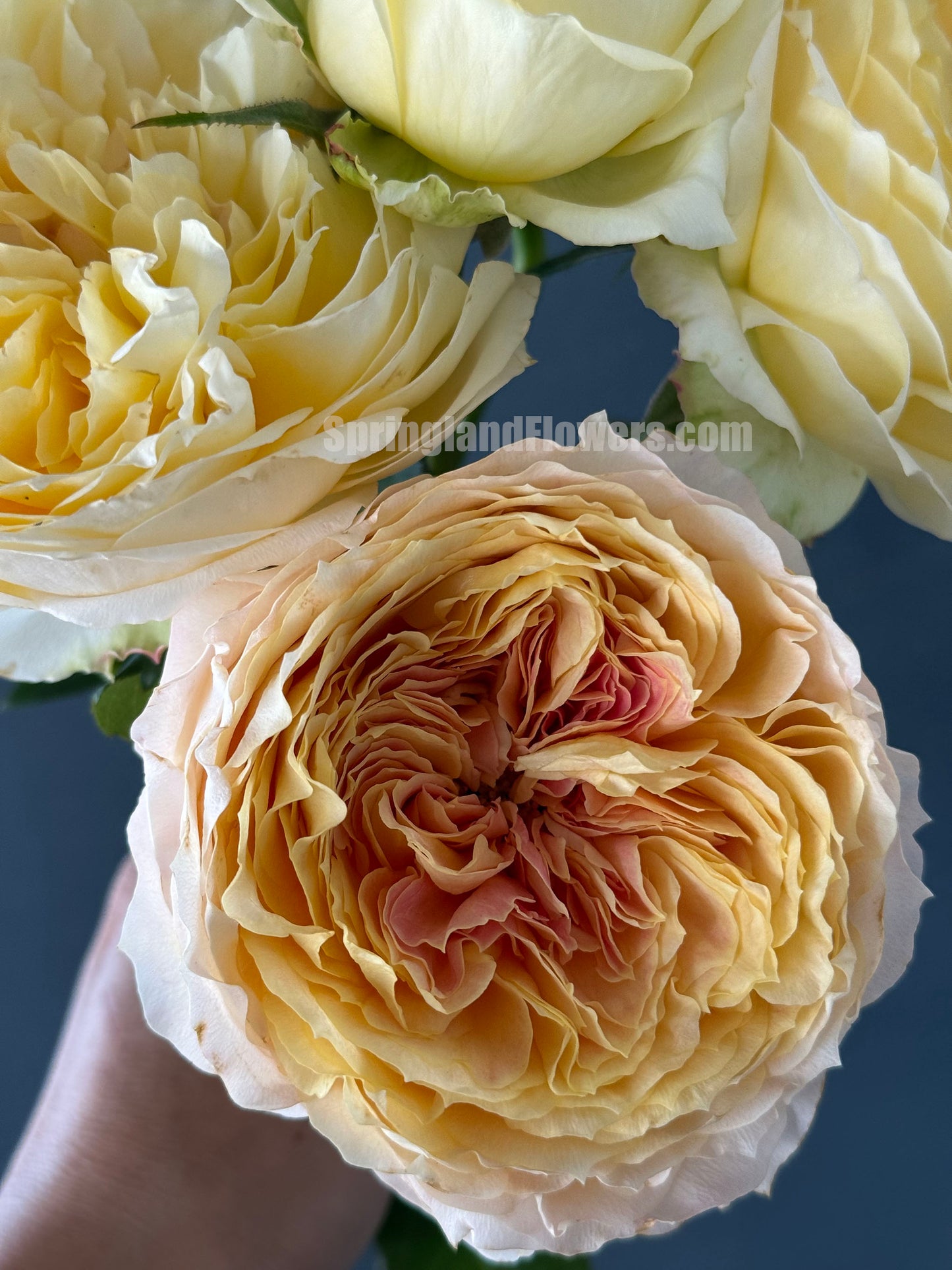 #SPG017 , Caramel Antike 焦糖古董, German Florist Shrub Rose, Non-Grafted/Own Root.