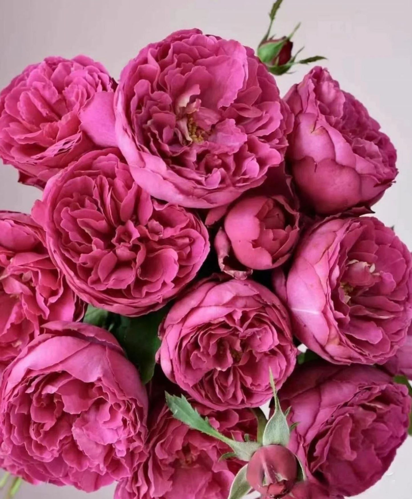 #SPJ104, Yves Jardin Parfumé 伊芙芳香花园,Japanese Shrub Rose, Robust Old Rose Fragrance, Non-Grafted/Own Root.
