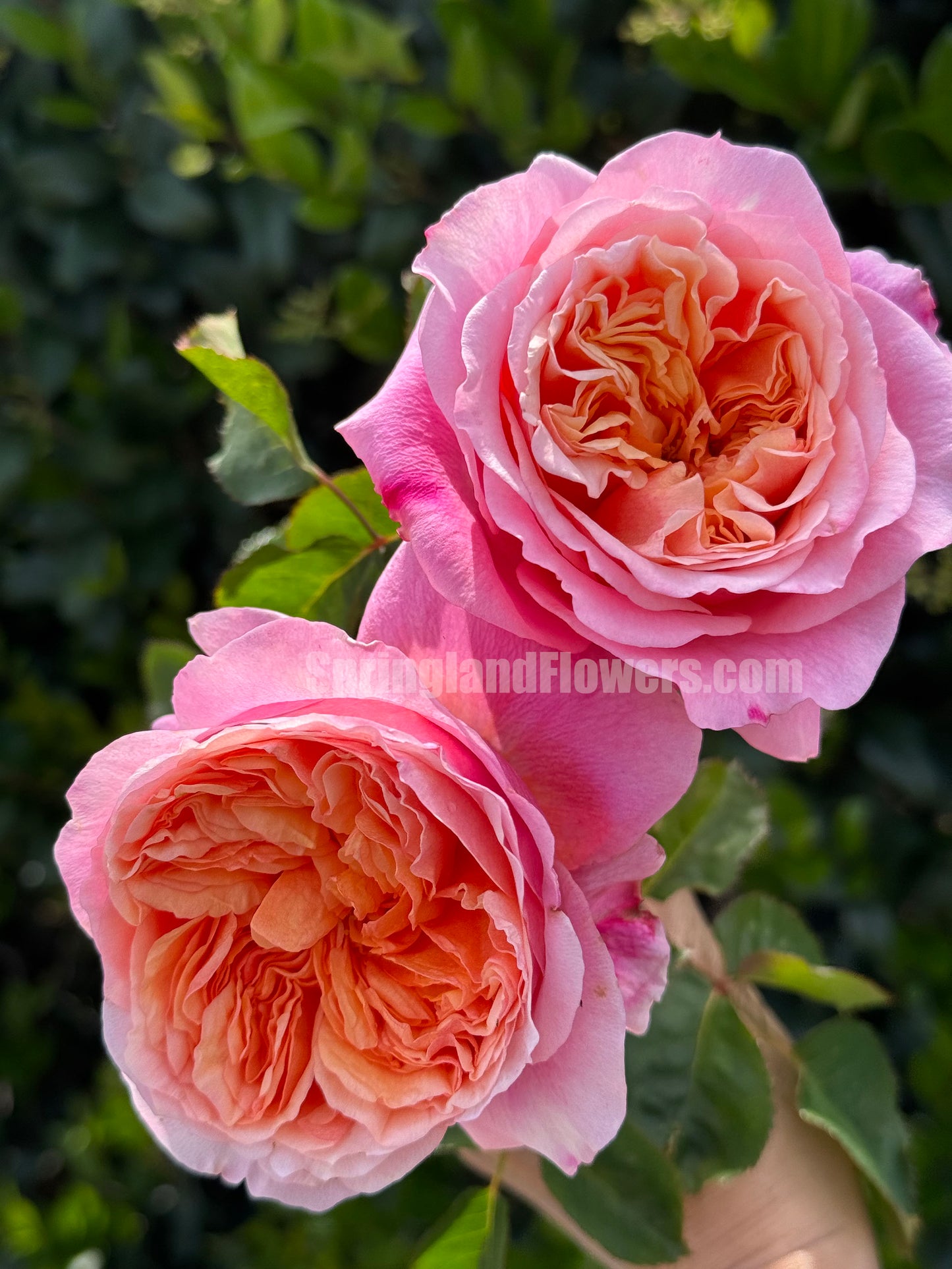 #SPN153,Victoria's Secret  维多利亚的秘密 , Shrub Rose , Non-Grafted/Own Root.