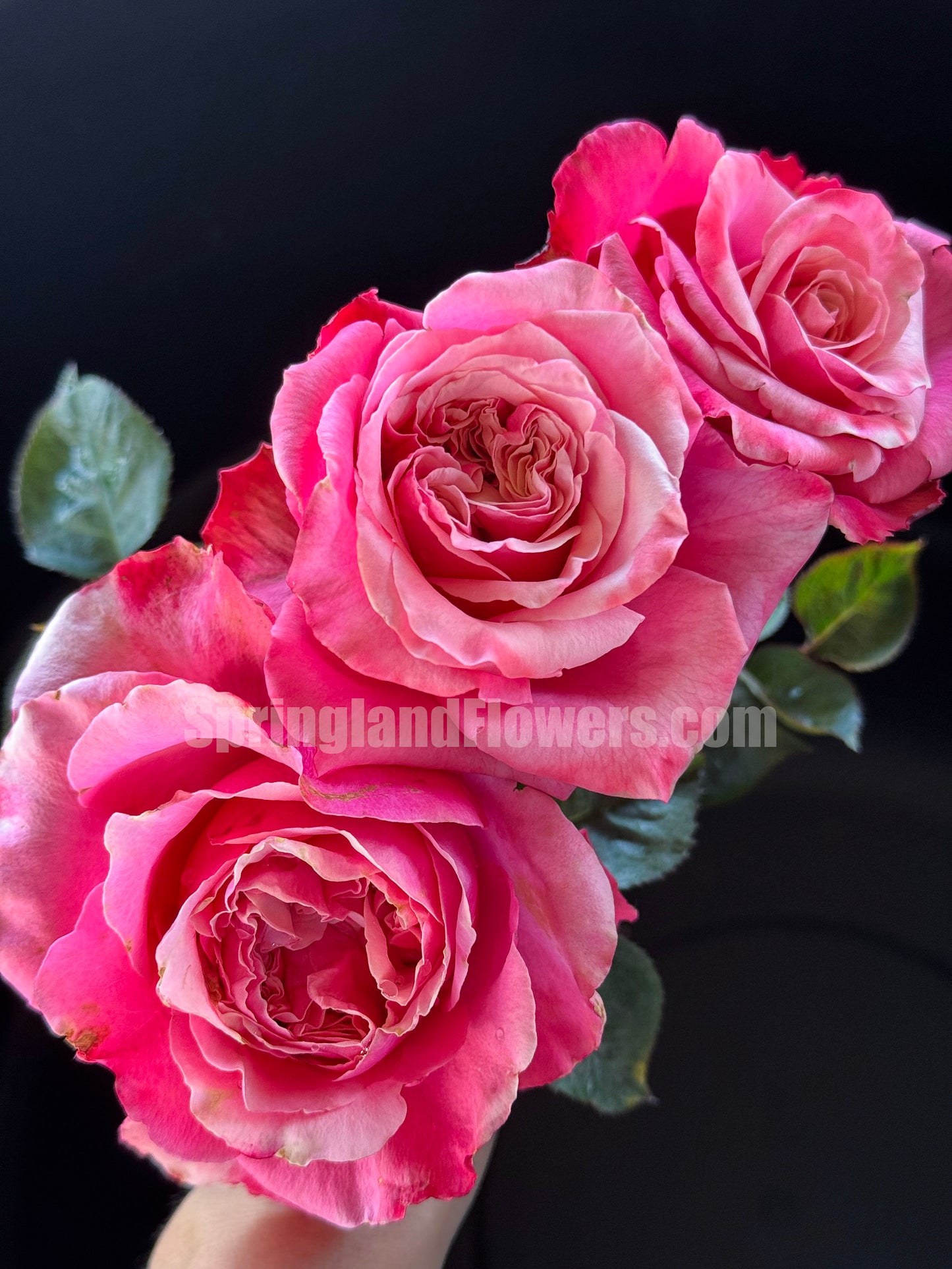 Alter Ego 闺蜜,French Floribunda Florists Rose. Upright,Heat-tolerant, disease-resistant, Non-Grafted/Own Root.