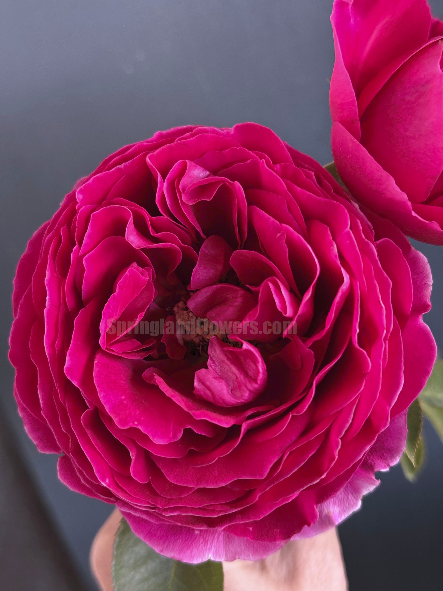 #SPJ171,Pas De Deux 双人芭蕾, Japanese Shrub Rose , Non-Grafted/Own Root.