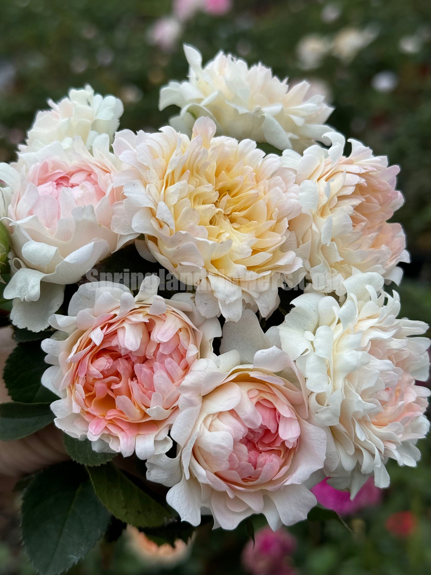 #SPN220, Peach Anemone 桃子海葵 , Shrub Rose,Heat-tolerant, disease-resistant, Thornless, Non-Grafted/Own Root.
