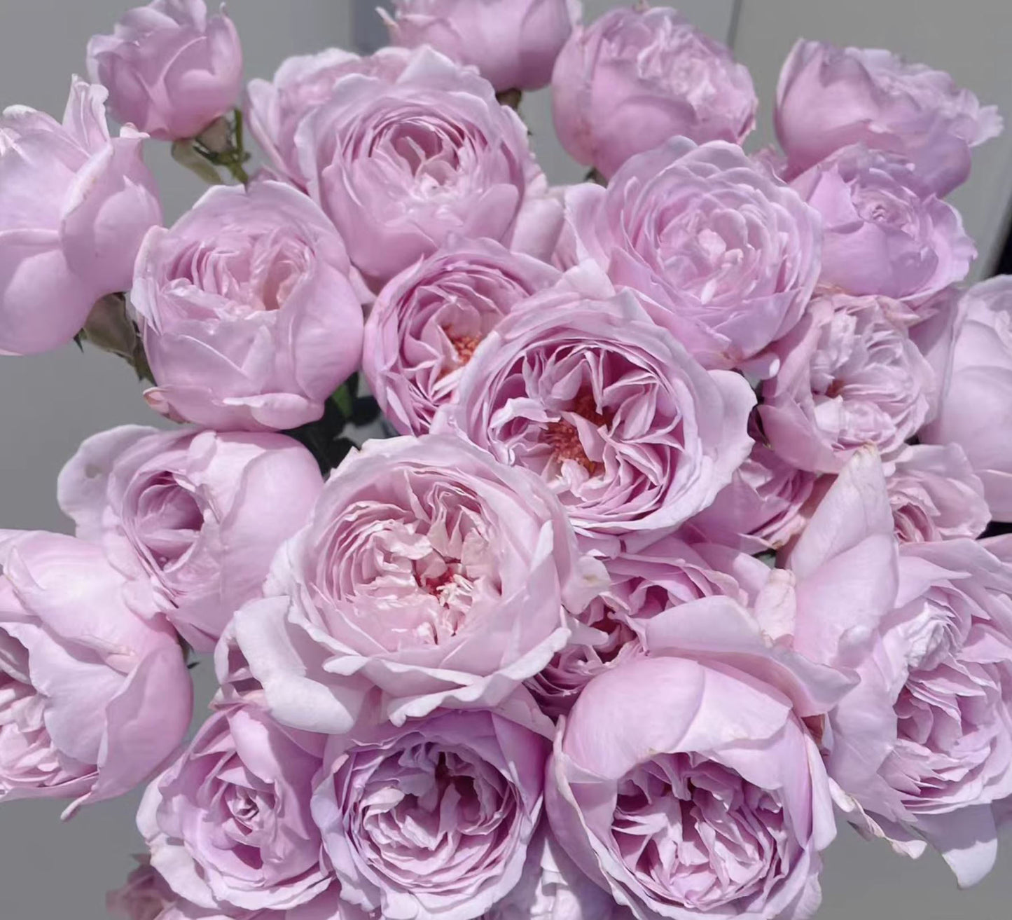 #SPJ136,Karen 卡伦/紫琪,Japanese Florist Shrub Rose. Heat-tolerant, disease-resistant,Non-Grafted/Own Root.