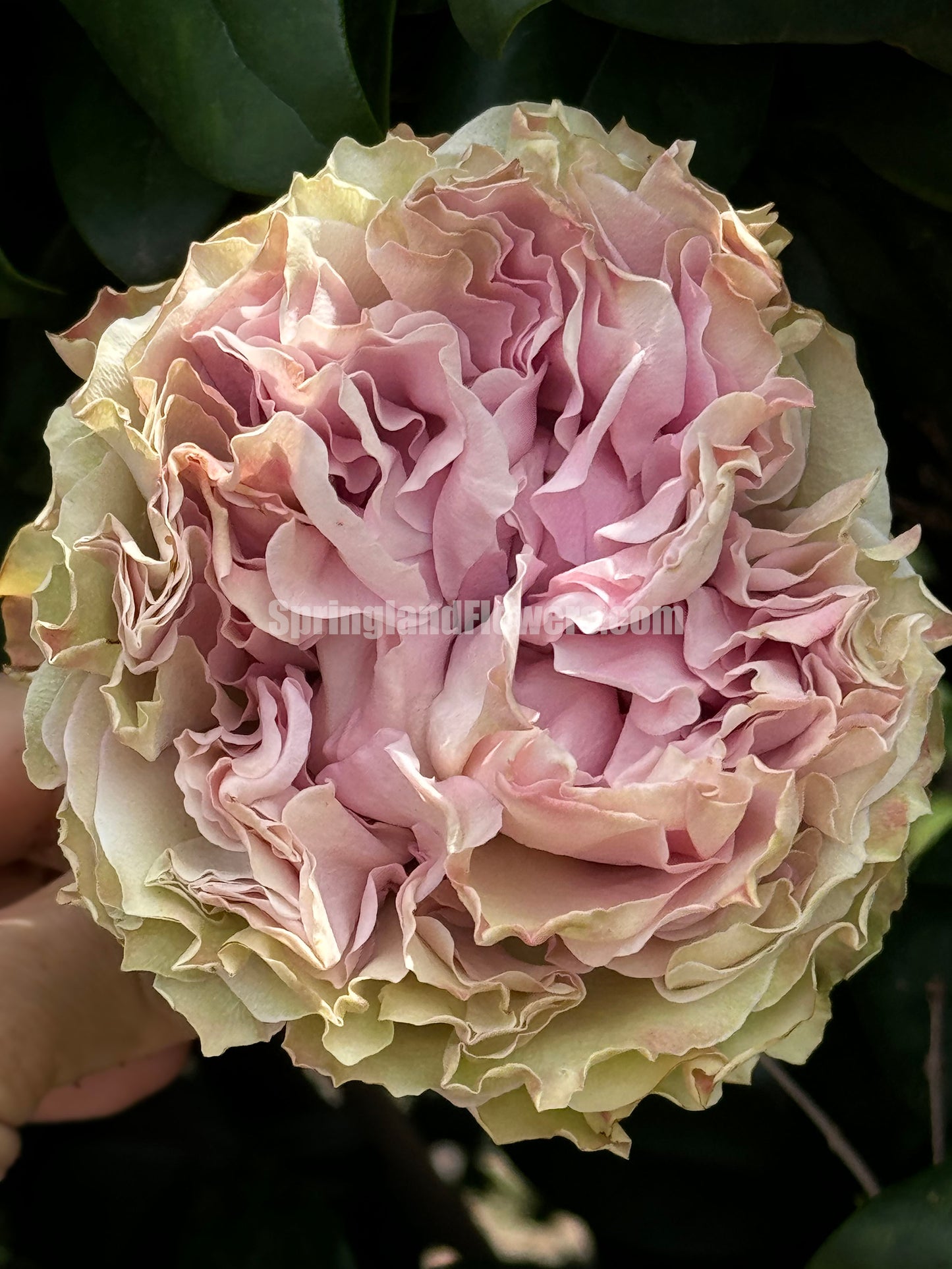#SPN149,Retro Love 复古爱情,Netherlands Florist Shrub Rose,Heat-tolerant, Non-Grafted/Own Root.