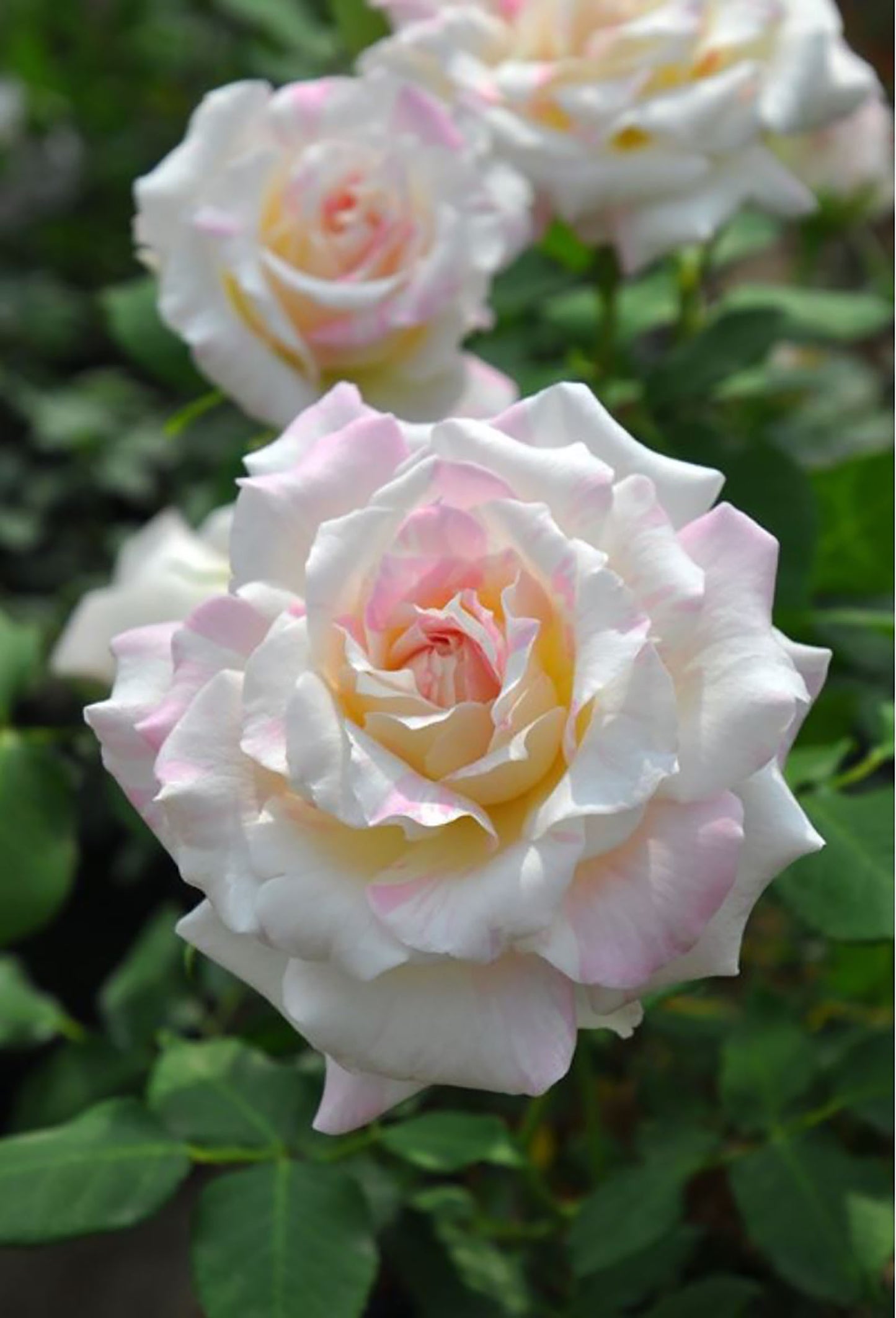 Mille Feuille 法式千层酥 ミルフィーユ ,Japanese Shrub Rose , Repeat Blooming,Non-Grafted/Own Root.