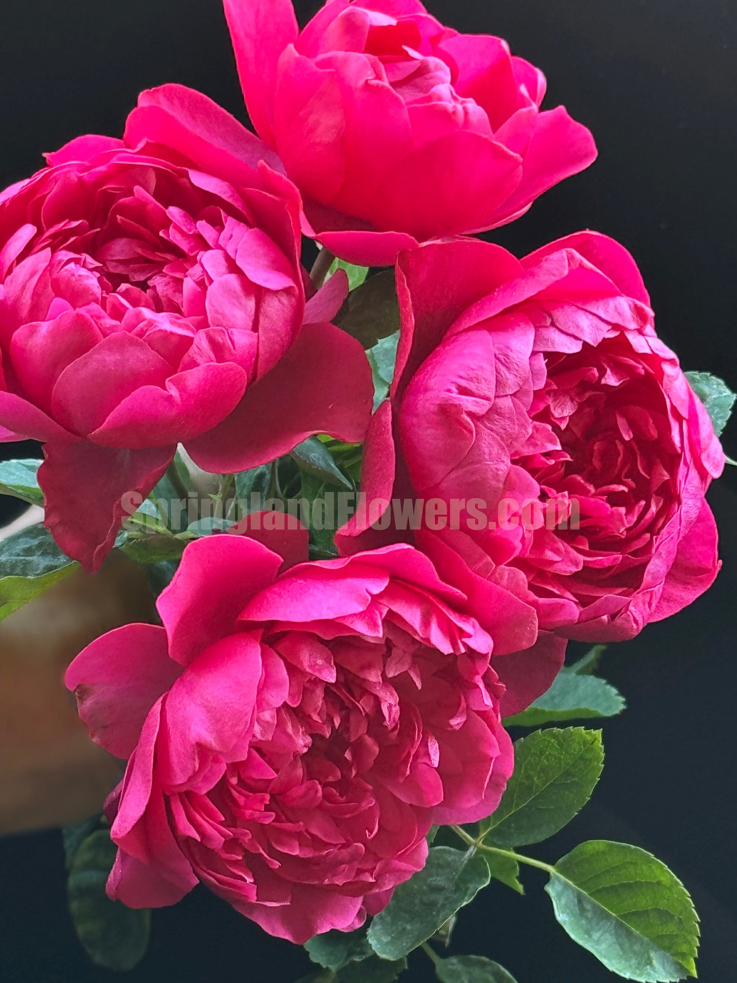 #SPJ140,Crenadine Rose 石榴汁玫瑰 ,Japanese Florist Shrub Rose, Non-Grafted/Own Root.