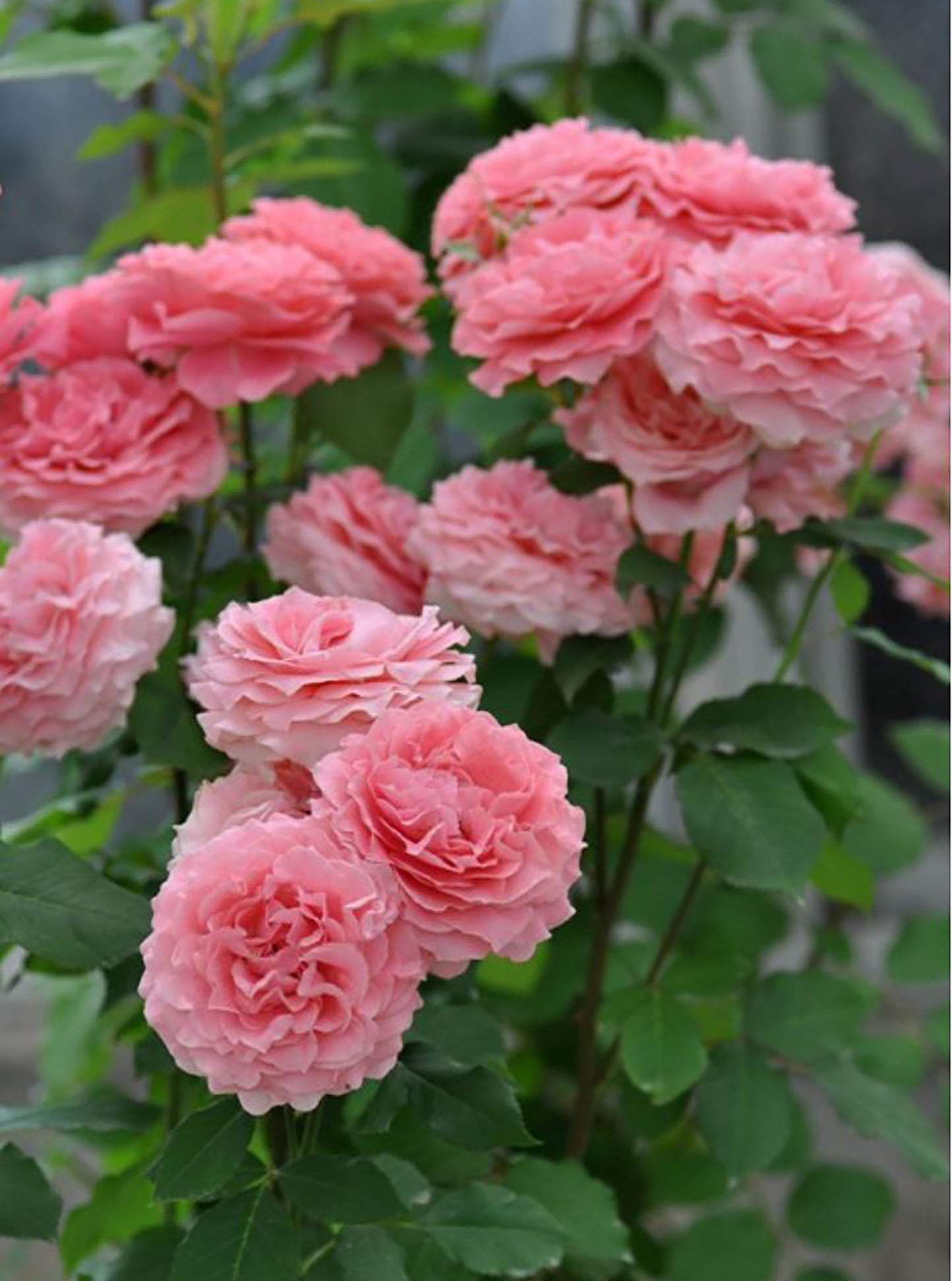 #SPJ049, Corail gelee 珊瑚果冻,Japanese Shrub Rose, Non-Grafted/Own Root.