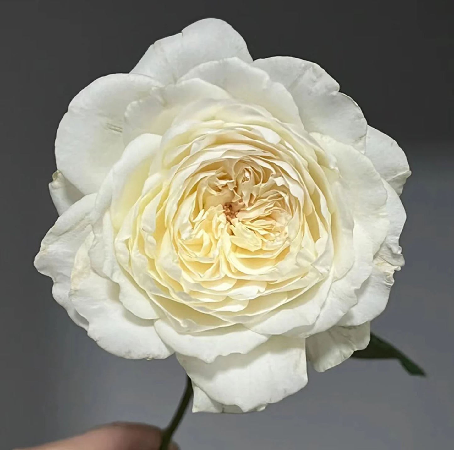 #SPJ071,  Princess Miyuki 美雪公主, Japanese Florist Shrub Rose,Large, Upright, Heat-tolerant, disease-resistant,  Non-Grafted/Own Root.