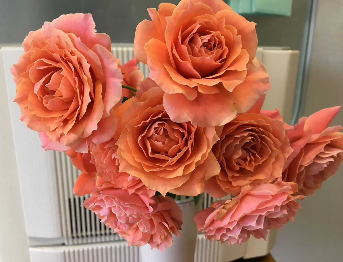 #SPJ070, Cheerleader 啦啦队长, Japanese Shrub Rose. Non-Grafted/Own Root.