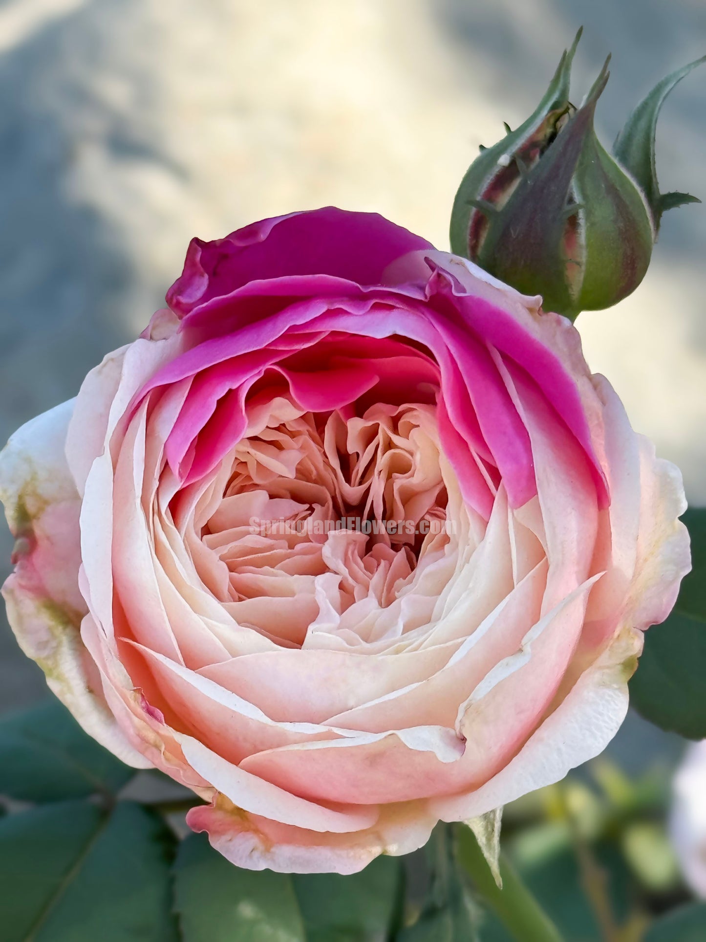 #SPJ166, Tamaki 环, Japanese Shrub Rose,Non-Grafted/Own Root.