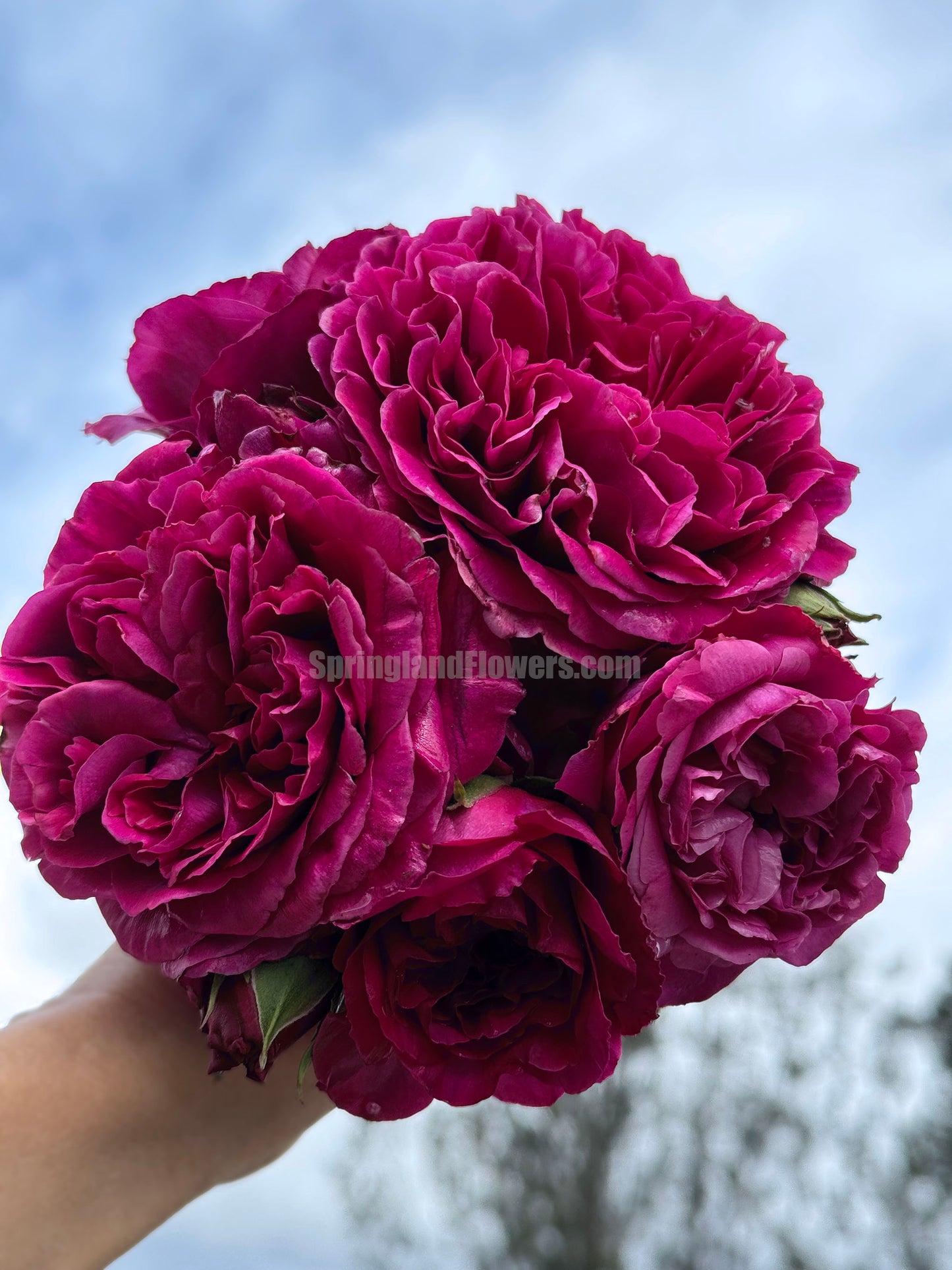 #SPJ138,NEW ! 2023. Extremely Similar to Le Temps Des Cerises 樱桃时节,Japanese Floribunda Rose, Non-Grafted/Own Root.