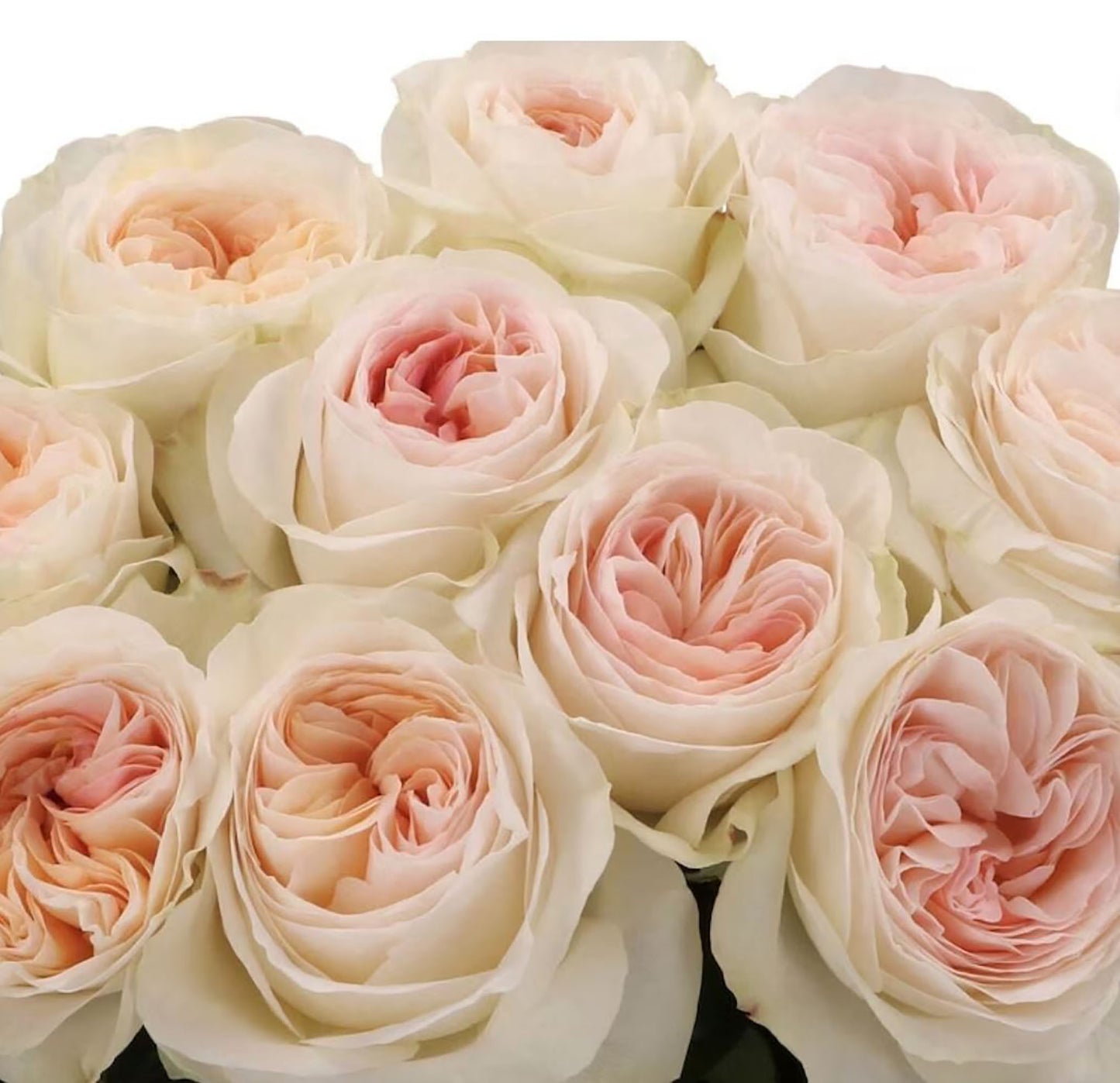 #SPN040,extremely similar to Lorena Summerhouse 蕾娜山庄, Florist Shrub Rose, Heat-tolerant, disease-resistant, Non-Grafted/Own Root.
