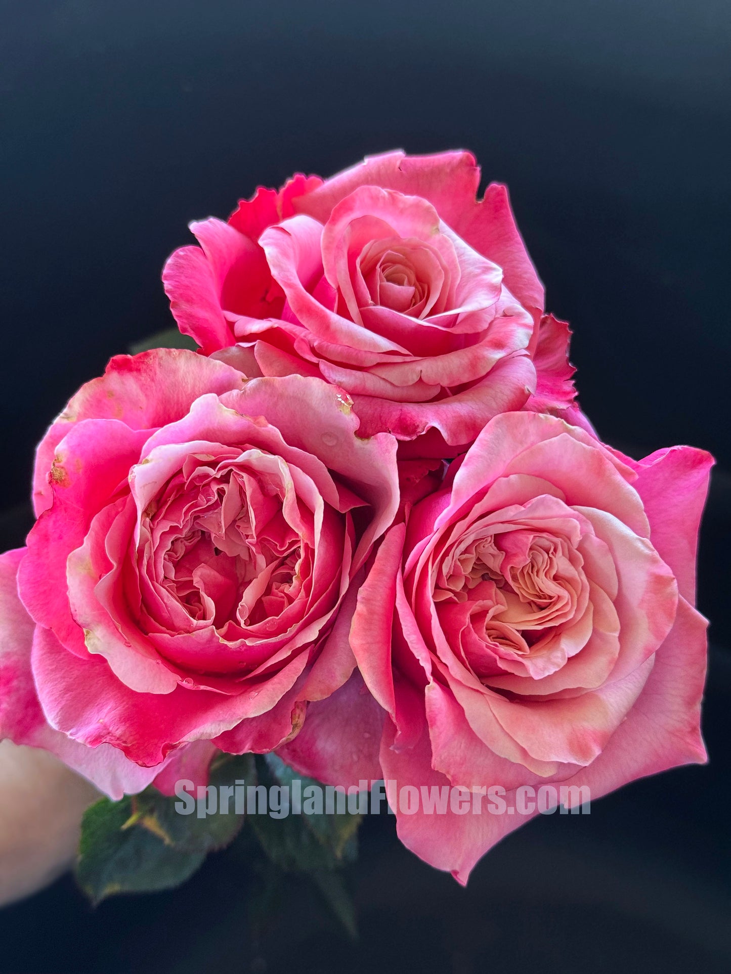 Alter Ego 闺蜜,French Floribunda Florists Rose. Upright,Heat-tolerant, disease-resistant, Non-Grafted/Own Root.
