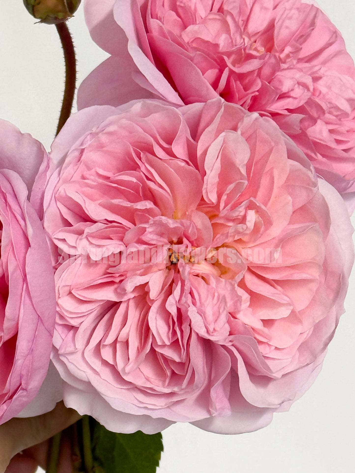 #SPJ139,Ruban 河本丝带,Japanese Floribunda Rose, Non-Grafted/Own Root.